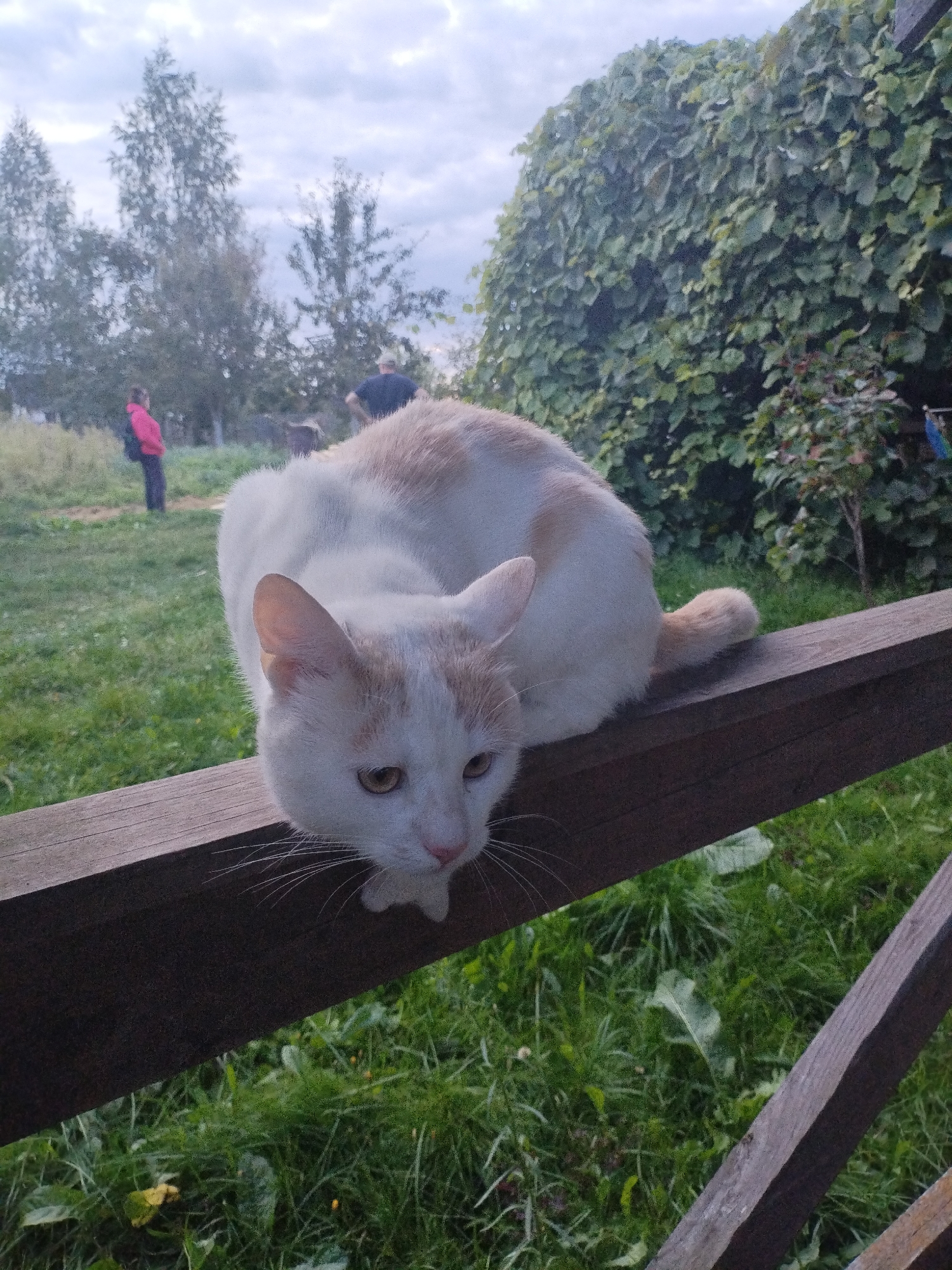 A white and orange cat is perched on a wooden railing outdoors. The cat is curled up, facing left, with its head down. In the background, a person in a pink jacket is visible, walking away from the camera. There are trees and lush green foliage surrounding the scene. The sky is overcast with clouds. The image appears to be taken in a natural, possibly rural, setting.