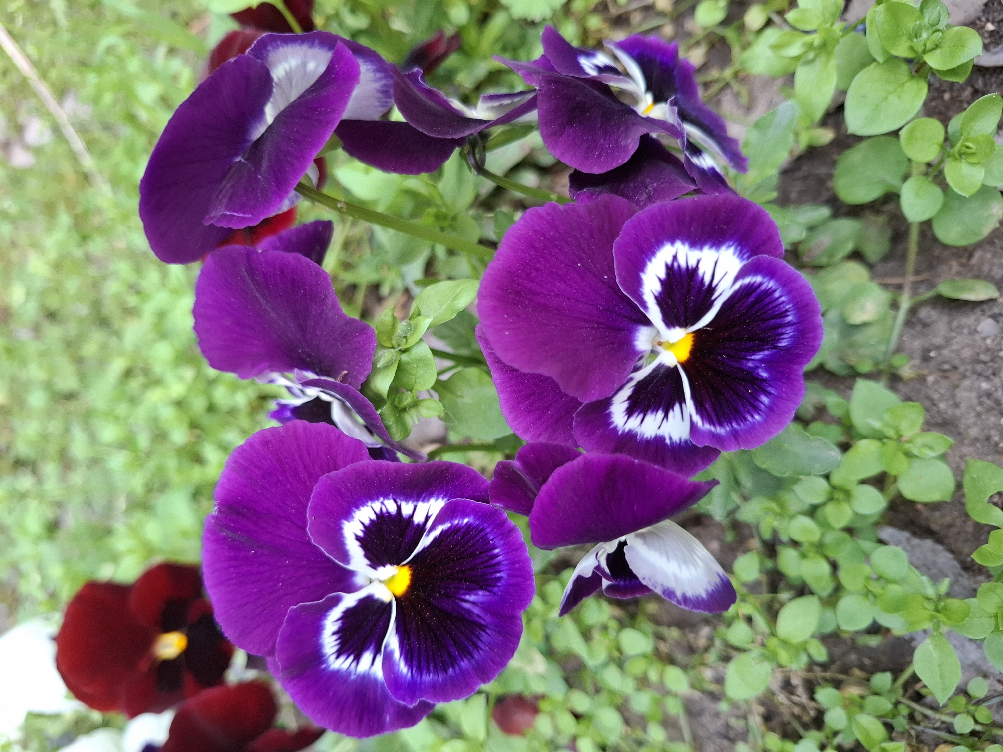 This close-up photograph captures a vibrant cluster of purple pansies in bloom, likely situated in a garden or flower bed in Plovdiv, Bulgaria. The central focus is on several pansy flowers, predominantly a rich, deep purple. Each prominent pansy features distinctive markings: a dark, velvety purple patch emanating from the center, outlined by bright white, creating a striking "face" pattern. A small, bright yellow center provides a contrasting pop of color within the dark purple.
In the background and surrounding the main subjects, lush green foliage, possibly small ground cover plants, adds a natural element to the scene. Patches of dark, bare soil are also visible. Towards the lower left corner, a few blurry dark red pansies can be faintly discerned, suggesting a mix of flower varieties in the planting. The lighting appears soft and even, suggesting either an overcast day or shaded conditions, which accentuates the rich colors of the petals without harsh shadows. The shallow depth of field keeps the foreground pansies sharp while blurring the background, drawing the viewer's eye to the intricate details of the flowers. No visible text is present in the image.