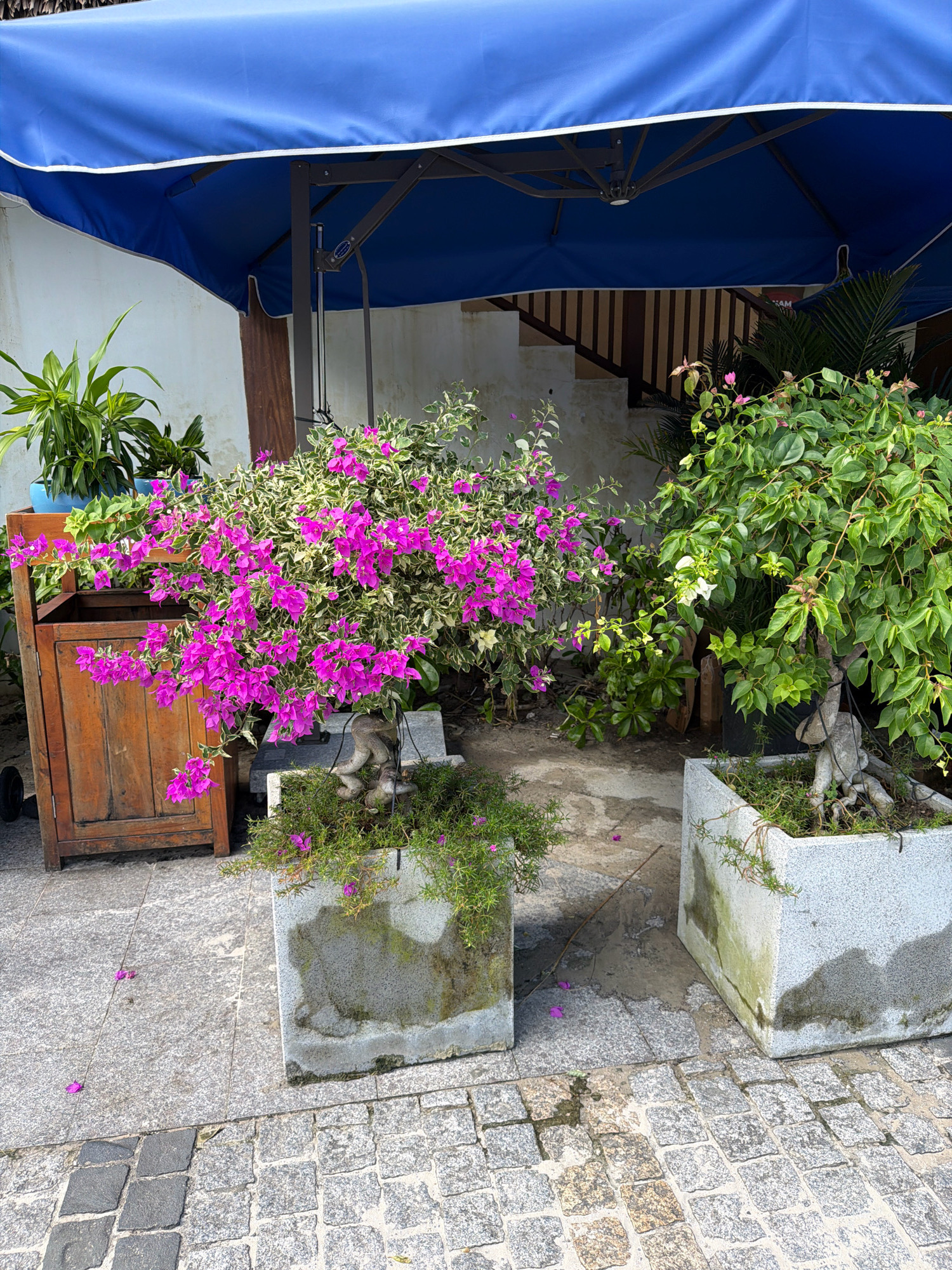 The image depicts an outdoor seating area under a large blue umbrella with a white trim, likely at a cafe or restaurant in Phú Quốc, Vietnam. In the foreground, two large square concrete planters hold lush greenery and vibrant pink bougainvillea flowers. To the left, a wooden cabinet with a hinged door and visible wheels stands next to a tall green plant in a blue pot. The ground is paved with interlocking grey and speckled stone tiles, with some areas appearing wet. In the background, a white wall and a staircase with wooden railings are visible, suggesting an indoor space beyond. The overall scene conveys a sense of natural beauty and relaxation in a tropical environment.