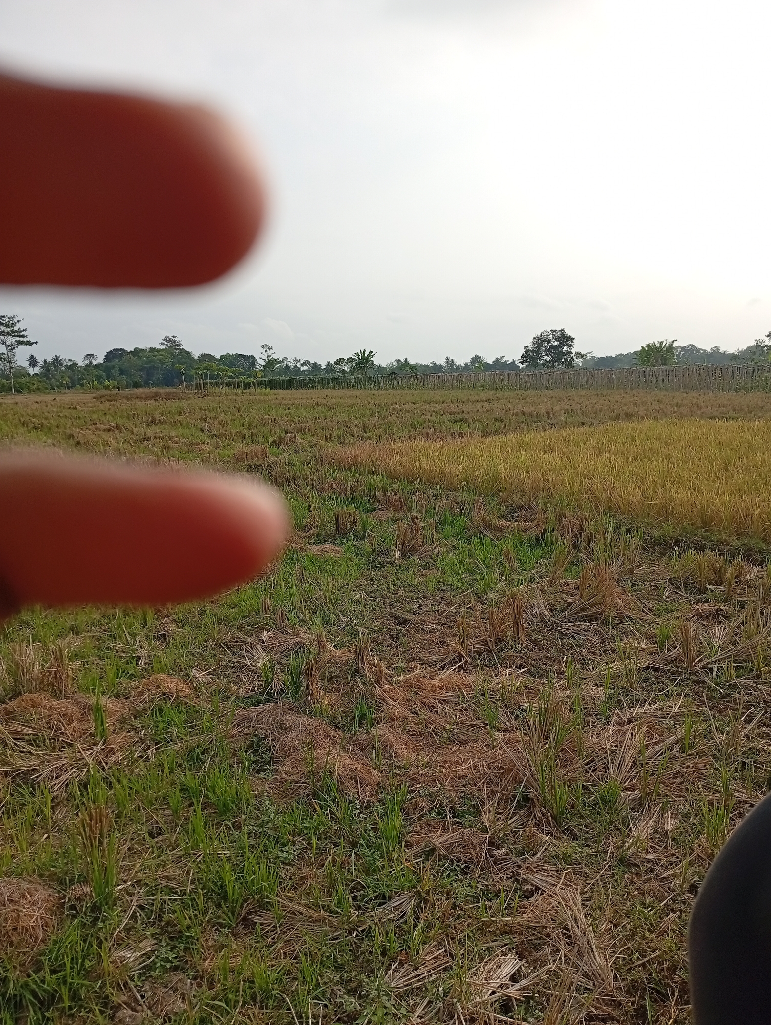 The image shows a landscape view of a field with some dry rice stalks and green grass. In the foreground, a blurred thumb and index finger are visible, obscuring part of the view. In the background, there is a line of wooden poles, possibly a fence, and beyond that, a line of trees and vegetation. The sky is overcast and pale. The location is described as Unknown, Unknown.
