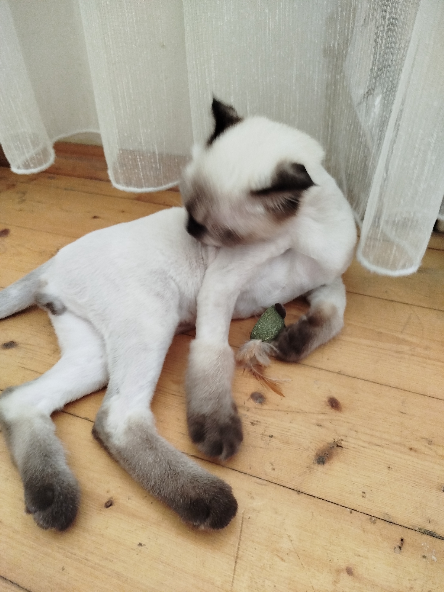 A young Siamese cat with a closely-shaved coat is lying on a light-colored wooden floor. The cat has dark brown paws and dark brown markings on its face and ears. It is holding a small, green cat toy with its front paw, which appears to be a catnip mouse. Behind the cat, sheer white curtains hang, partially obscuring a window or door. The floorboards are narrow and show some wear and tear. The overall scene appears to be indoors, likely in a residential setting. There is no discernible connection to Baku, Azerbaijan.