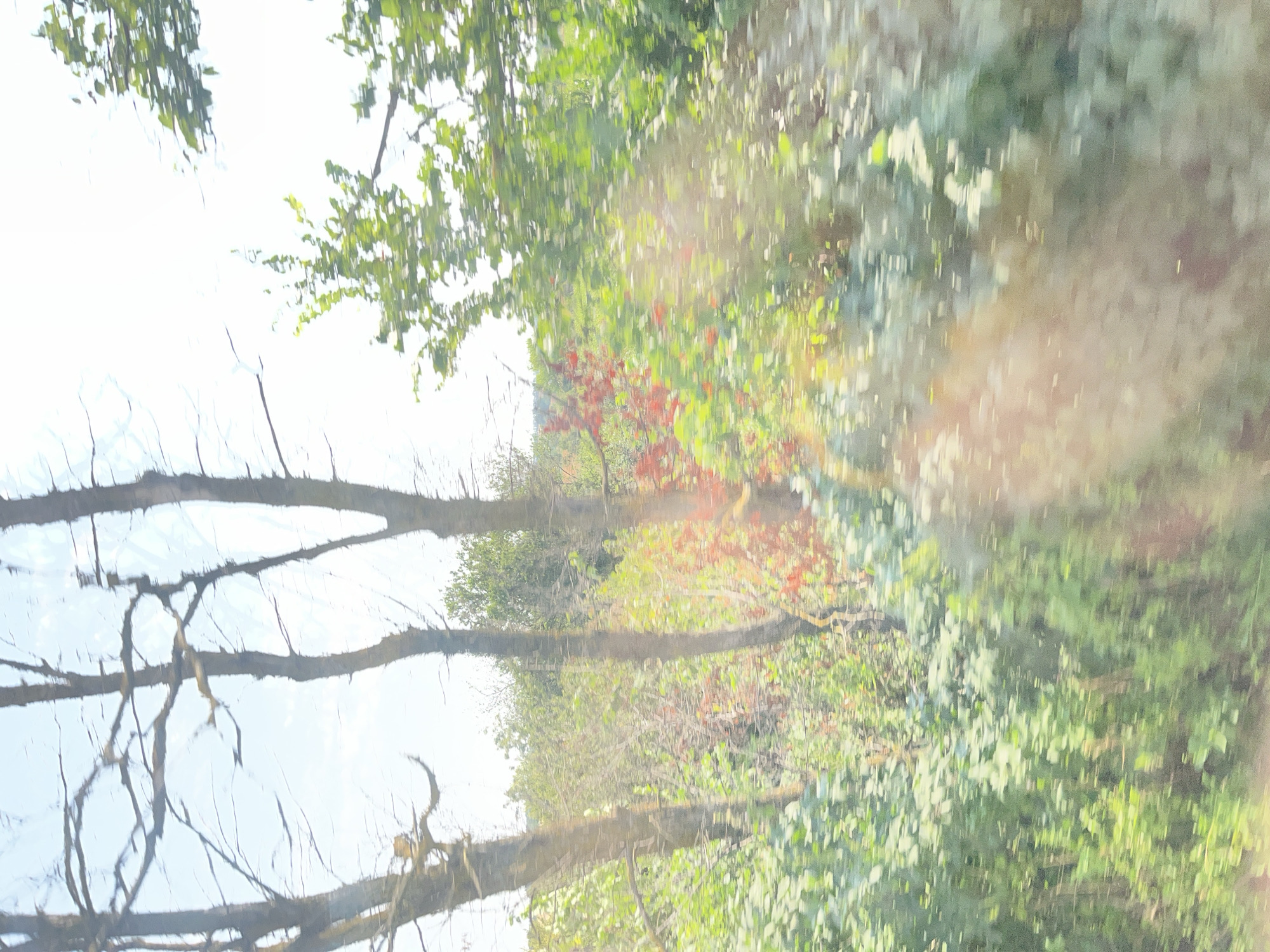This is a photograph of trees and foliage taken from a moving vehicle. The motion blur indicates a fast shutter speed or a fast-moving subject. The image displays a sunlit outdoor environment with a variety of green and some reddish-orange plants. Bare branches of trees are visible in the foreground, with more lush vegetation in the background. The sky is bright and appears to be clear or partly cloudy. The scene is characterized by natural elements, suggesting a rural or park-like setting. The photograph was taken in Kardam, Bulgaria, likely along a road or path surrounded by vegetation.