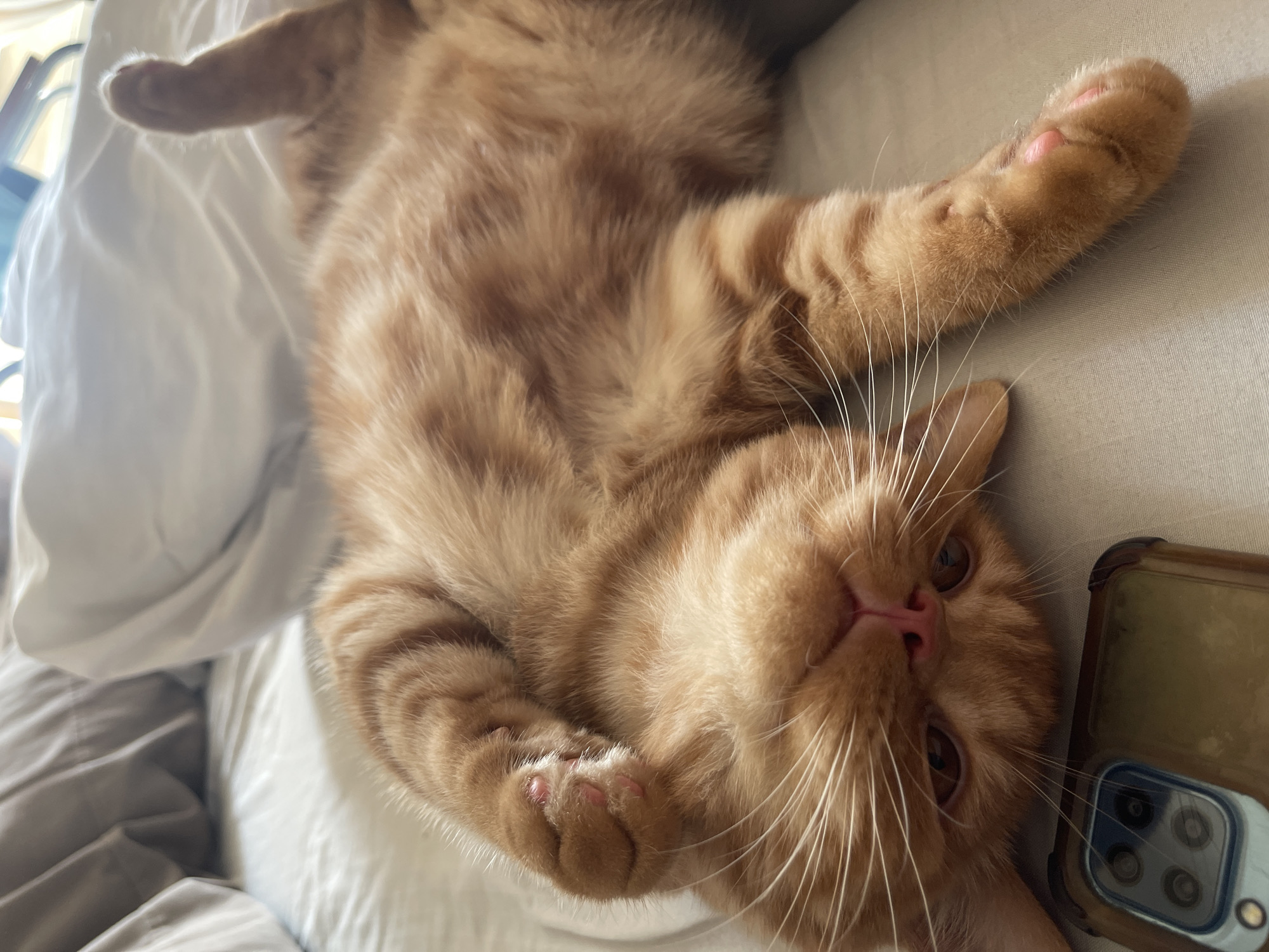 An orange tabby cat is lying on its back on a bed with white sheets. Its paws are curled up near its face, and its eyes are partially closed. A smartphone with a clear case is visible in the lower left corner of the image. The background consists of rumpled bedding and pillows. The image appears to be taken indoors, in a bedroom setting.