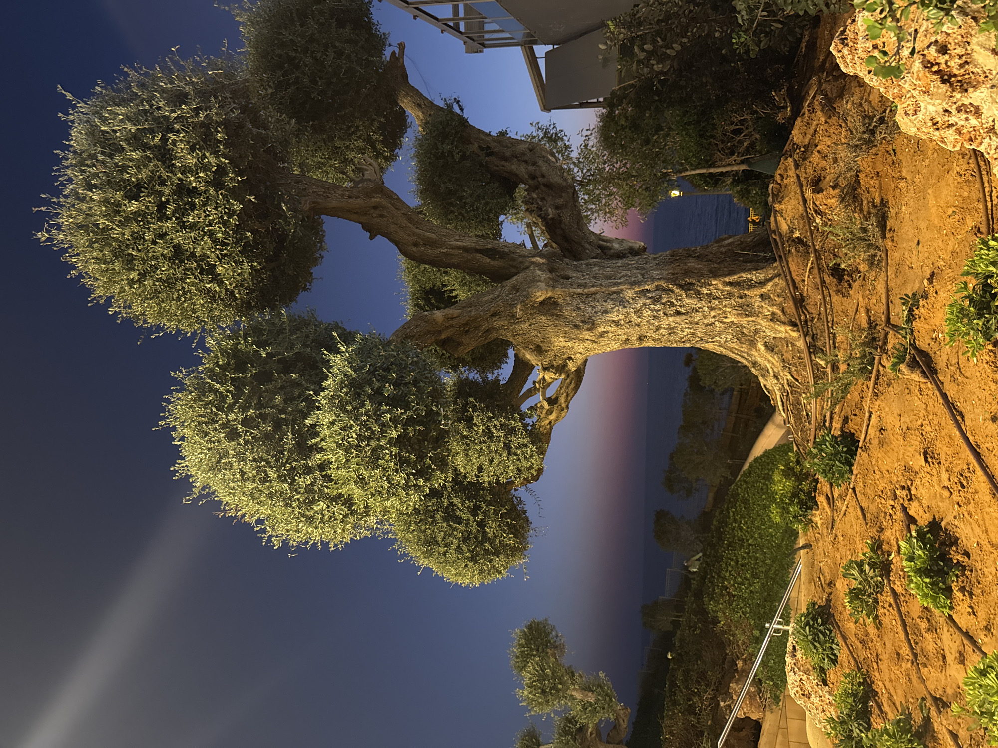 This is a night photograph taken at a coastal location in Netanya, Israel. The foreground features a large, ancient olive tree with a thick, gnarled trunk and a rounded canopy. The tree is illuminated by artificial lighting, casting a warm glow on its bark and foliage. Surrounding the tree are low-lying green plants and reddish-brown soil with visible irrigation lines.
In the mid-ground, a gently sloping hillside is covered with dense greenery and smaller trees. A white railing runs along a pathway on the left side of the image. Beyond the hillside, the sea is visible, meeting the horizon where the sky transitions from a deep blue at the top to shades of pink and purple near the horizon.
In the background, a modern building with glass balconies is visible on the right side, suggesting a developed area adjacent to the natural landscape. The overall scene depicts a blend of natural beauty and urban development at twilight. There are no people visible in the image.