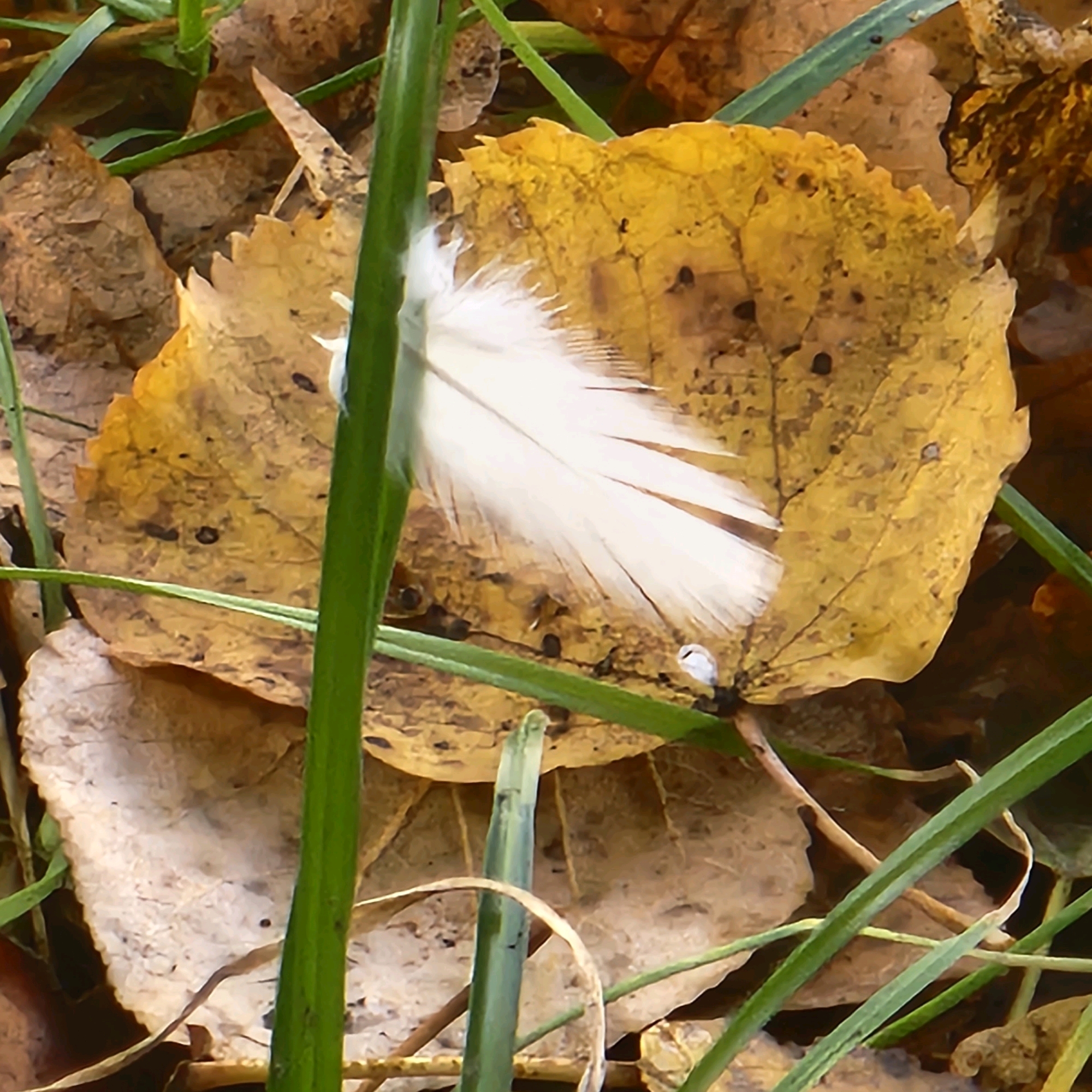 The image depicts a close-up of fallen leaves, predominantly yellow and brown, on the ground. Amongst the leaves, a single white feather rests on a yellow leaf. Green grass stalks are visible in the foreground and partially obscuring the leaves and feather. The setting appears to be an outdoor environment, likely a park or wooded area, with the natural textures and colors suggesting an autumn scene. There is no indication of human presence or activity, nor any specific landmarks that would pinpoint a location within Moscow, Russia. The composition is focused on the natural elements, highlighting the delicate feather against the textured backdrop of decaying leaves.