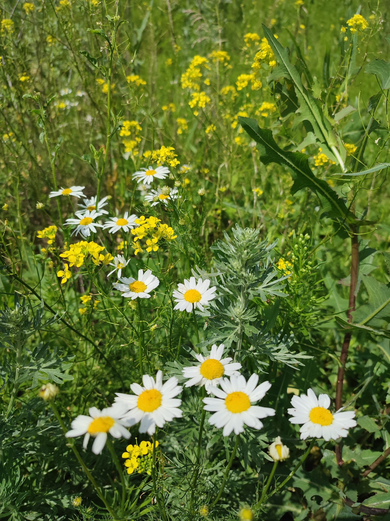 The image depicts a close-up view of a wildflower meadow under bright sunlight. Dominant in the foreground are several white daisies with bright yellow centers, interspersed with smaller clusters of yellow flowers. The daisies appear to be growing from green stems and surrounded by lush green foliage. In the background, more yellow wildflowers and green vegetation are visible, creating a dense, natural landscape. The overall impression is one of a vibrant, sun-drenched field, possibly in a rural or semi-rural setting. No people or man-made structures are discernible in the image. There is no information in the image that can place it in Bakhmut, Russia.