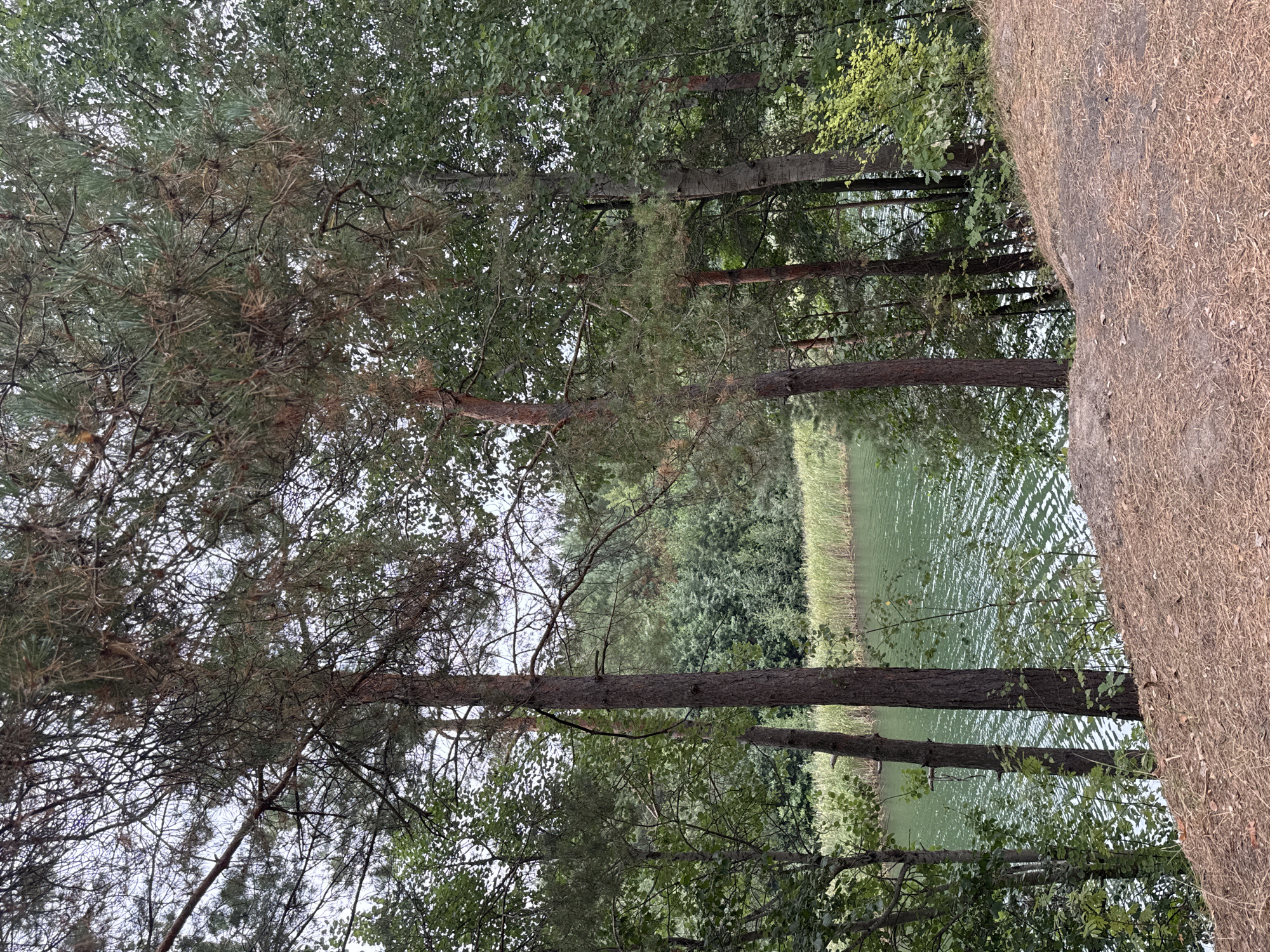 The image depicts a natural scene with a body of water and surrounding vegetation. In the foreground, there is a slope covered with dry pine needles and some sparse green foliage. Several tall trees, primarily pines and deciduous trees, are positioned on the slope and towards the left of the frame, their trunks varying in thickness and texture. Their branches, laden with green leaves and pine needles, form a canopy overhead, partially obscuring the sky.
The middle ground features a body of water, appearing as a lake or a wide river, with a green hue. The surface of the water is disturbed by ripples, suggesting a slight breeze or current. Along the far bank of the water, a dense line of tall, pale reeds or grasses grows, creating a natural barrier.
The background consists of a dense forest with a variety of trees and foliage, creating a textured wall of green. The sky above is overcast with a light gray hue. No people or animals are visible in the image, and there are no man-made structures or objects. The overall impression is one of a tranquil, wooded lakeside environment.