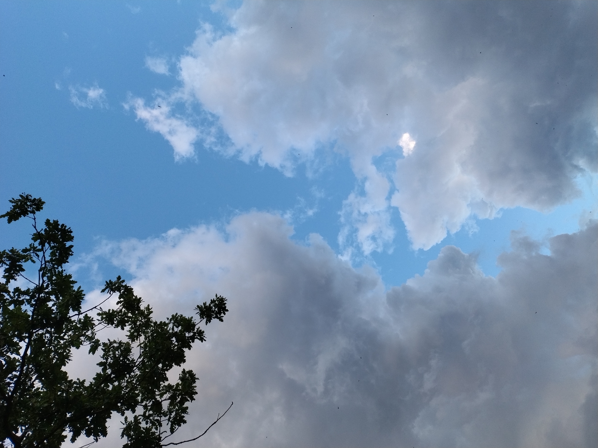 The image captures a view of the sky with tree branches in the upper left corner. The sky is a mix of blue and large, fluffy white and grey clouds. There are several small dark specks in the sky, which appear to be birds. The perspective is looking upwards, suggesting the image was taken from the ground. There are no discernible buildings or specific landmarks of Dobev, Czechia visible in the frame. The scene is entirely natural, focusing on the sky and a portion of a tree.