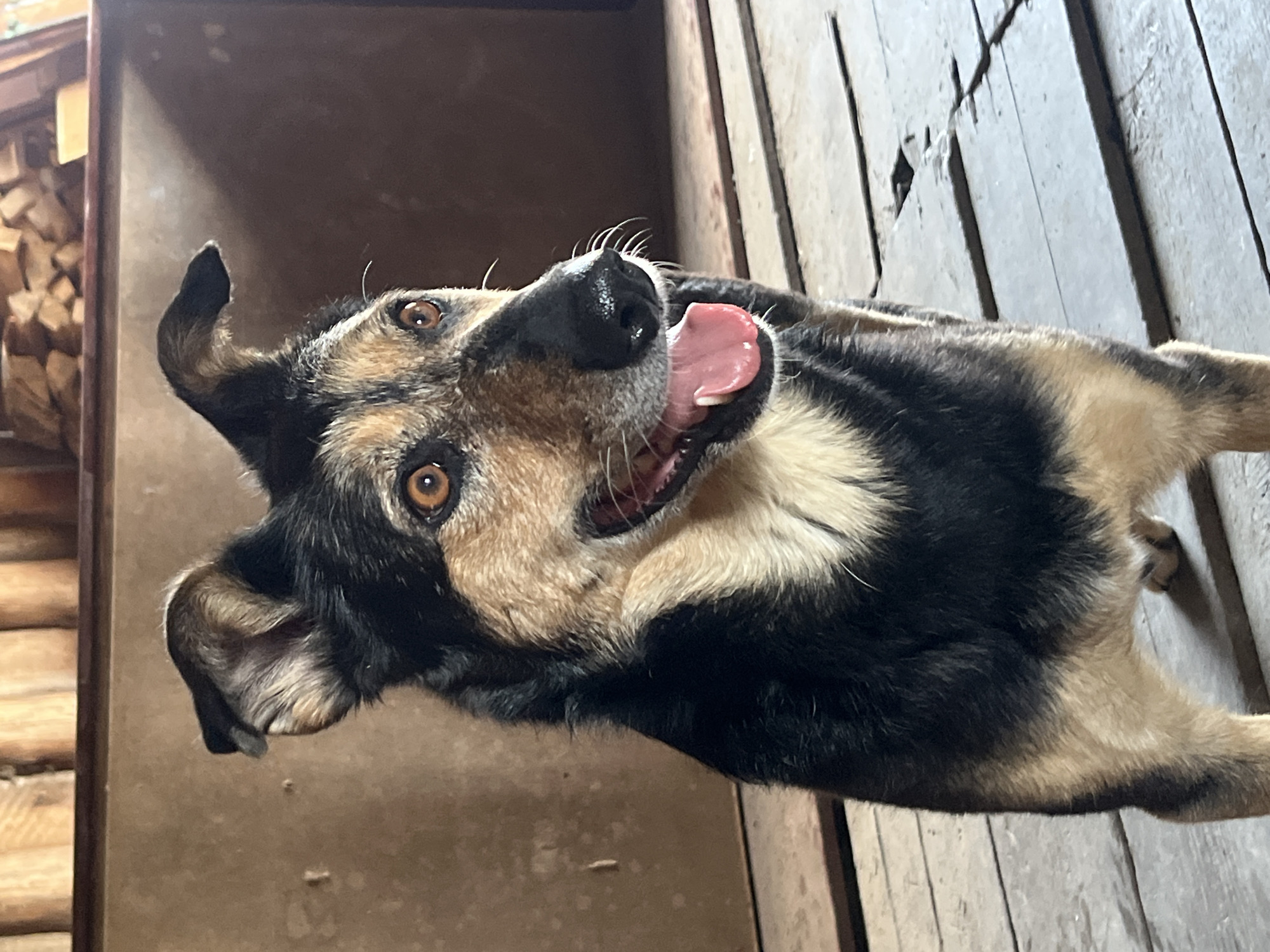 A medium-sized dog with black, tan, and cream fur lies on a weathered wooden surface, likely a floor. The dog's head is tilted upwards, tongue lolling out, with amber-colored eyes gazing towards the camera. The dog's right ear is upright while the left ear droops. The background consists of a wood-paneled wall and stacks of firewood to the left. The location is unknown and cannot be determined to be in the city of Nizhny Tagil, Russia, based on the visual data.