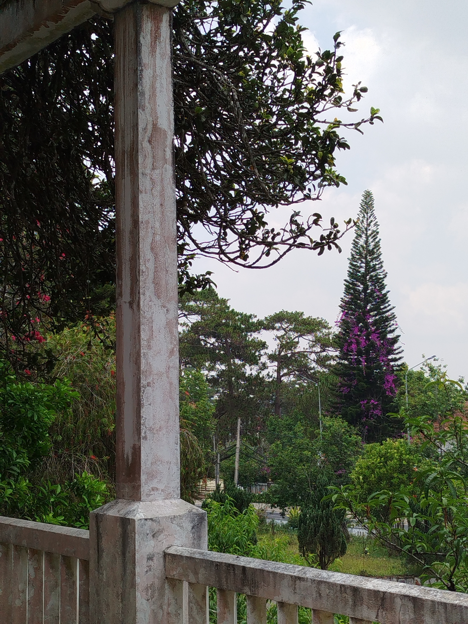 View of an exterior landscape in Da Lat, Vietnam from a partially obscured vantage point, likely a balcony or porch, as evidenced by a weathered concrete column and railing in the foreground. The middle ground features a dense array of green vegetation, including various trees, bushes, and possibly garden landscaping. A tall, slender pine tree stands prominently, adorned with vibrant purple flowers. The background consists of a cloudy sky, typical of the temperate climate of Da Lat. No people are visible. The focus is on the natural environment within an urban or suburban setting in Da Lat, as denoted by the landscaping.