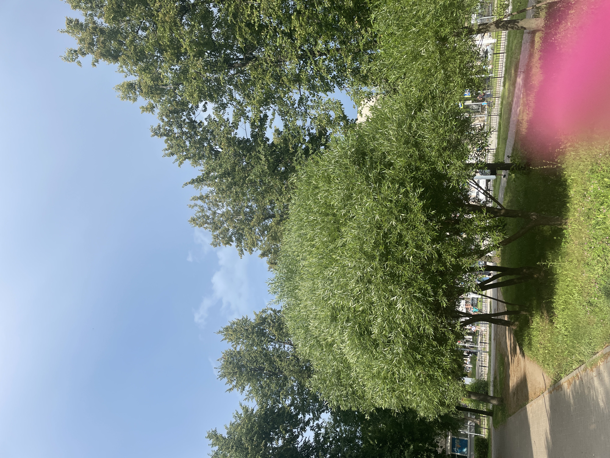 The image depicts a bright, sunny day in a city park or along a tree-lined street. A paved walkway is visible on the left, bordered by a patch of green grass. Several trees with lush green foliage dominate the scene, with a larger, rounded tree in the foreground and taller trees in the background. Beyond the trees, a fence separates the park area from a road or sidewalk where a few people are walking. Buildings and cars are faintly visible in the distance. A bright pink blur is present in the lower right corner of the image, obscuring part of the scene. The sky is a clear blue with a few scattered clouds.