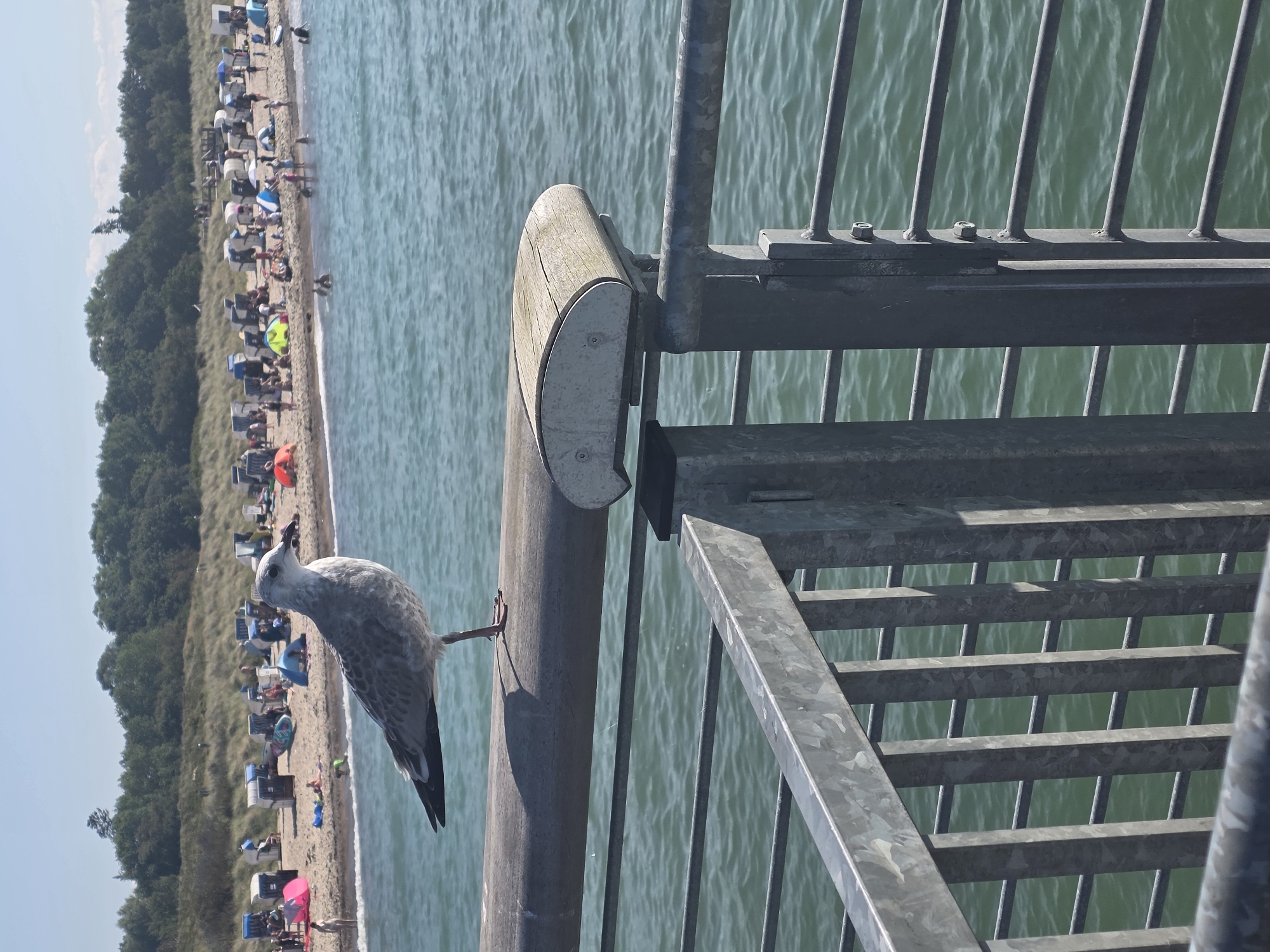 A seagull stands on a metal railing in the foreground, its body angled to the left, facing the sea. Behind the railing is the ocean, with waves visible. Further in the background, a sandy beach is lined with rows of beach chairs and some tents, with people scattered across the sand and in the shallow water. A line of trees forms the backdrop to the beach, and a clear blue sky is overhead. The location is the beach in Wangels, Germany.