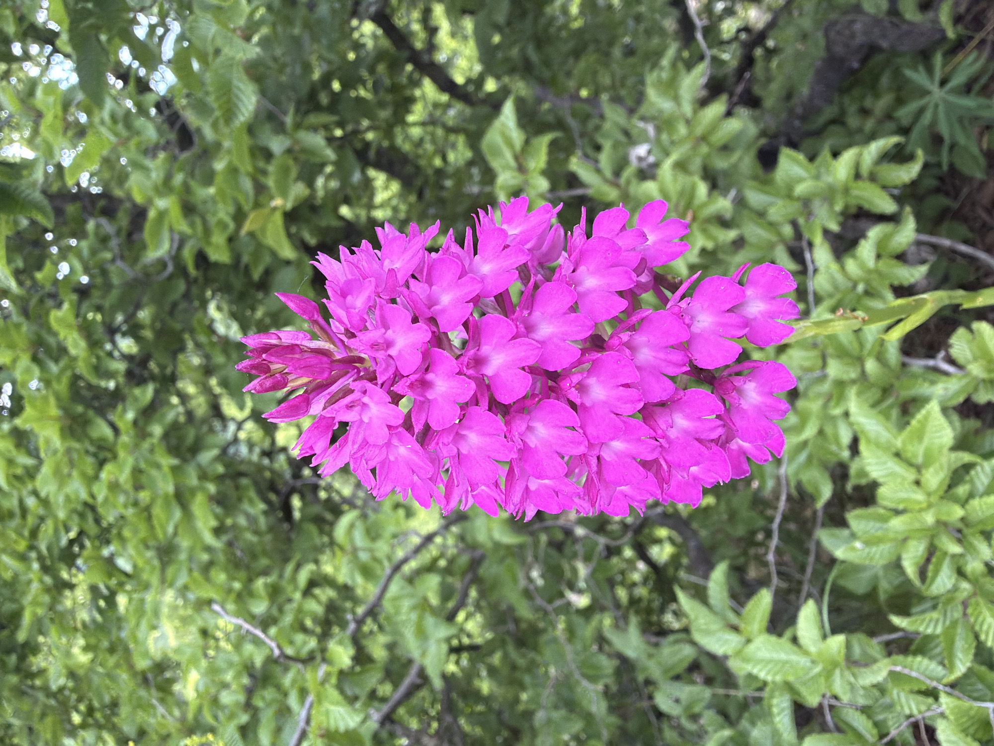 This media file shows a close-up of a cluster of bright pink flowers, likely orchids, in full bloom. The flowers are densely packed on a stem, with individual blossoms exhibiting delicate petals and a vibrant hue. They are set against a backdrop of lush green foliage, creating a striking contrast. The leaves in the background are varied in shape and size, suggesting a natural, outdoor environment. Some of the leaves appear to be catching sunlight, indicating it's likely daytime. The lighting suggests a bright but possibly overcast or dappled light condition, given the soft shadows. There are no people or specific man-made objects visible, focusing solely on the natural beauty of the flowers and their surroundings. The image evokes a sense of natural beauty and tranquility. The location context provided is Ateni, Georgia. There is no visible text in the image.