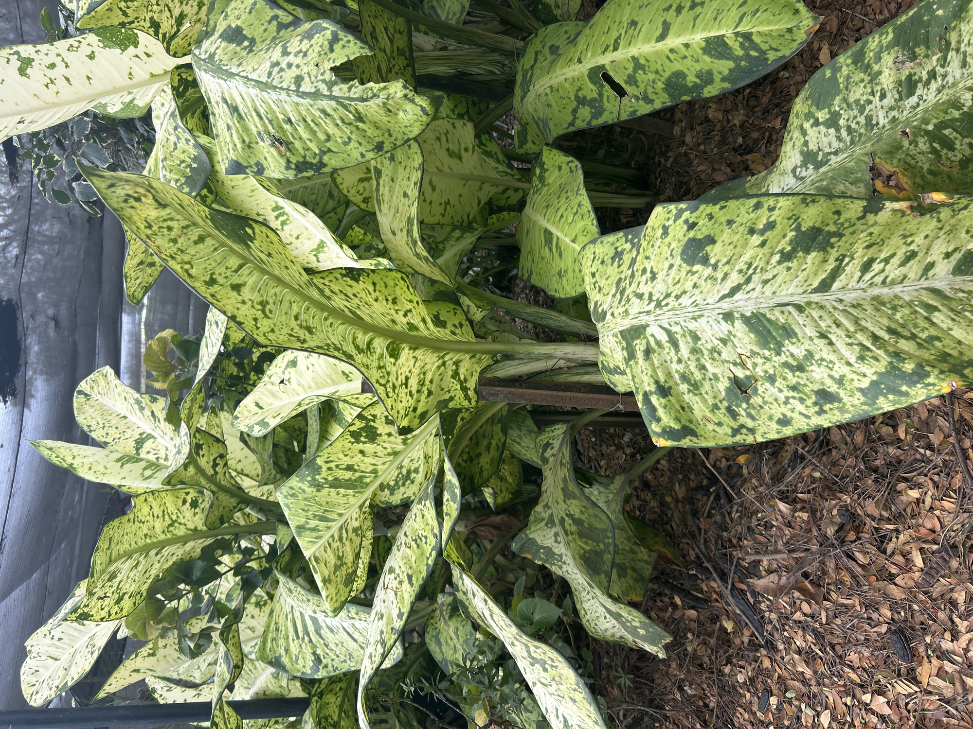 A dense cluster of large, variegated green and cream-colored Dieffenbachia leaves fills the frame. The leaves are broad and oval-shaped with pointed tips, exhibiting a mottled pattern of dark green splotches against a lighter green and creamy white background. Some leaves appear slightly damaged with small tears. The plants are growing in an outdoor environment, with dry brown leaves and twigs covering the ground at their base. A thin, vertical wooden stake is visible amongst the foliage. In the background, a black pole and a gray, textured material, possibly a shade cloth or tarp, are present, suggesting a sheltered or cultivated area. The overall scene is one of lush, tropical foliage. The location is identified as Tanubada, Papua New Guinea. There are no people or animals visible in the image.