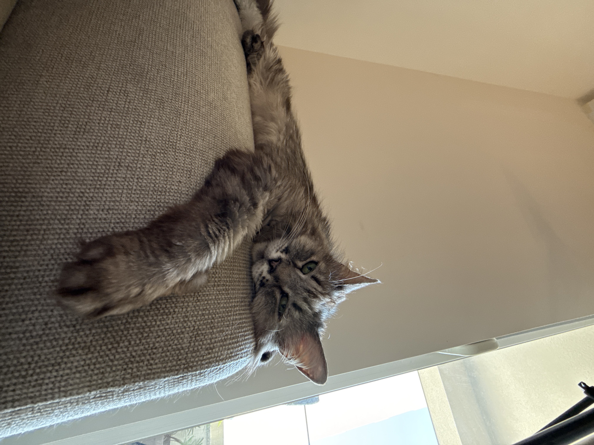 A cat is lying upside down on the side of a sofa. The cat is gray and has long fur. The background is a plain white wall and a window. Location: Unknown, Unknown.