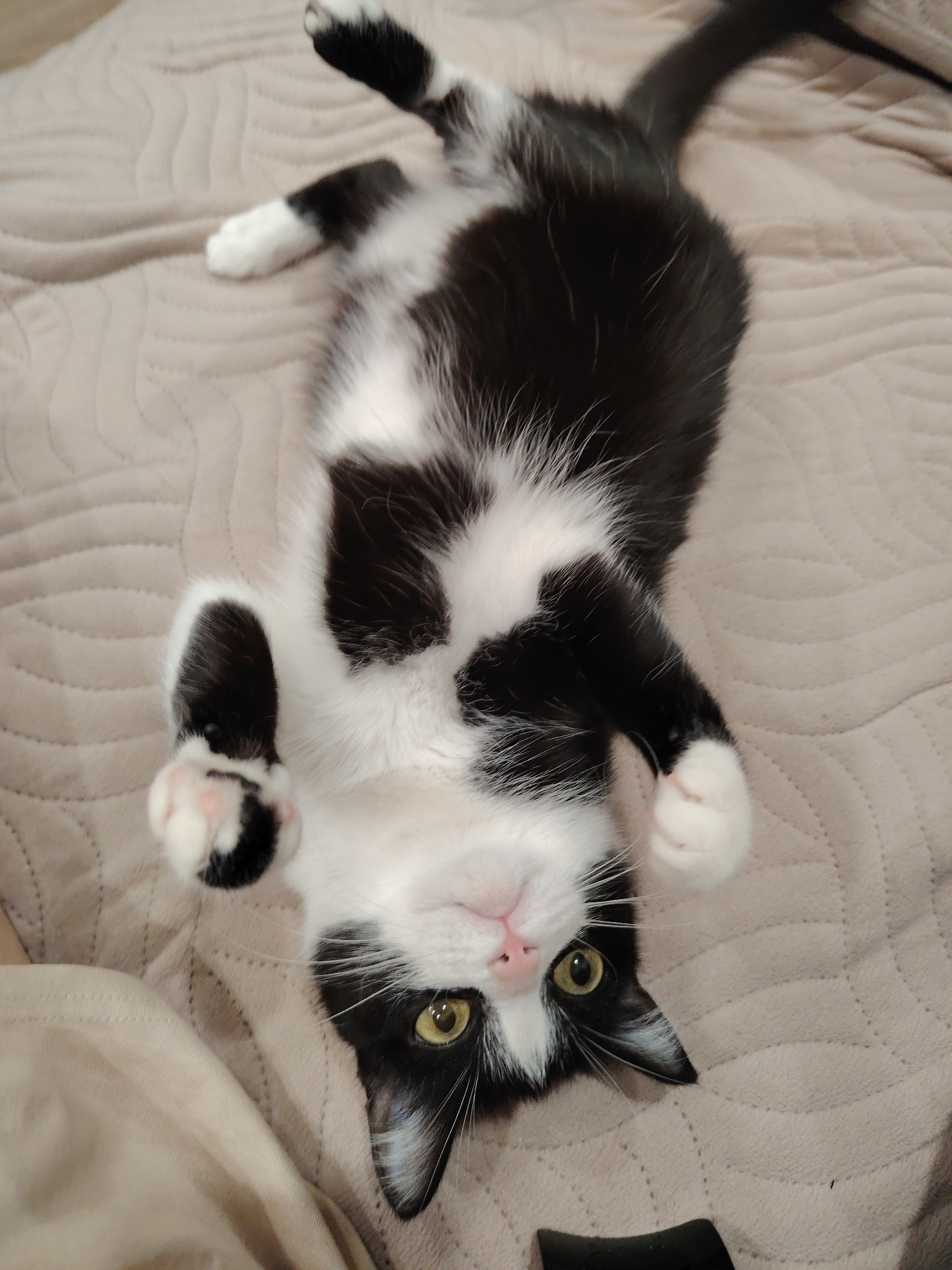 A black and white tuxedo cat is lying on its back on a beige quilted surface. The cat's head is tilted upward, and its eyes are open, looking toward the viewer. Its paws are curled inward towards its chest. The tail is extended behind the cat. The environment is indoors, suggesting a domesticated setting.