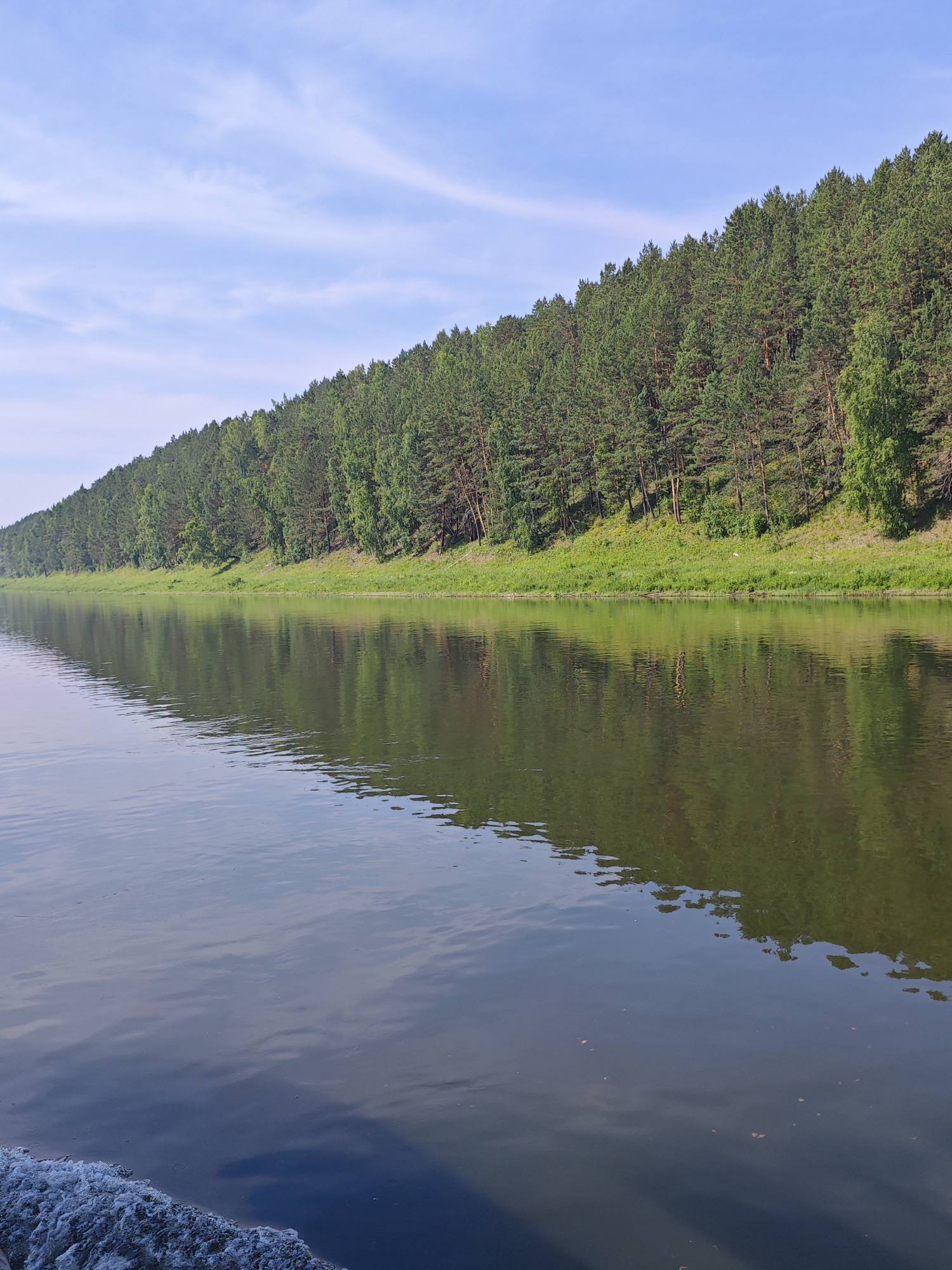 The image shows a wide river flowing alongside a dense forest. The forest covers a sloping hillside that stretches across the background of the image. The trees are predominantly evergreen, with a mix of lighter green deciduous trees scattered throughout. The river's surface is calm, reflecting the trees and the blue sky with wispy white clouds. In the foreground, the water shows a wake pattern, indicating movement. The overall scene depicts a natural, serene environment likely located in a rural or park area. While the specific location is requested to be Piskunovka, Russia, there is no visual information in the image to confirm this.