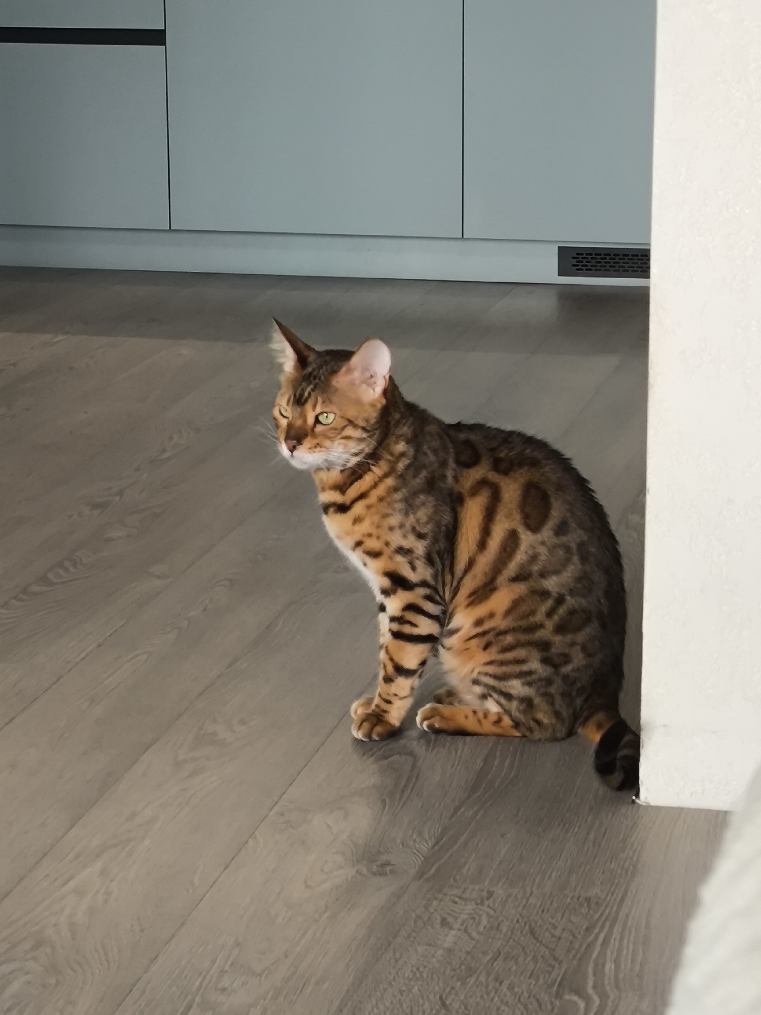 A Bengal cat with a spotted and striped golden-brown coat sits upright on a light grey wooden plank floor, facing left with its head slightly turned, in an indoor setting described as being in Izhevsk, Russia. The cat's bright green eyes are open, and it appears to be observing something to its left. In the background to the left, light blue-grey flat-panel cabinetry with thin black horizontal lines, possibly handles or seams, extends across the wall. A dark rectangular ventilation grate is visible at the base of the cabinetry on the far right. A textured, off-white wall or partition partially frames the right side of the scene.