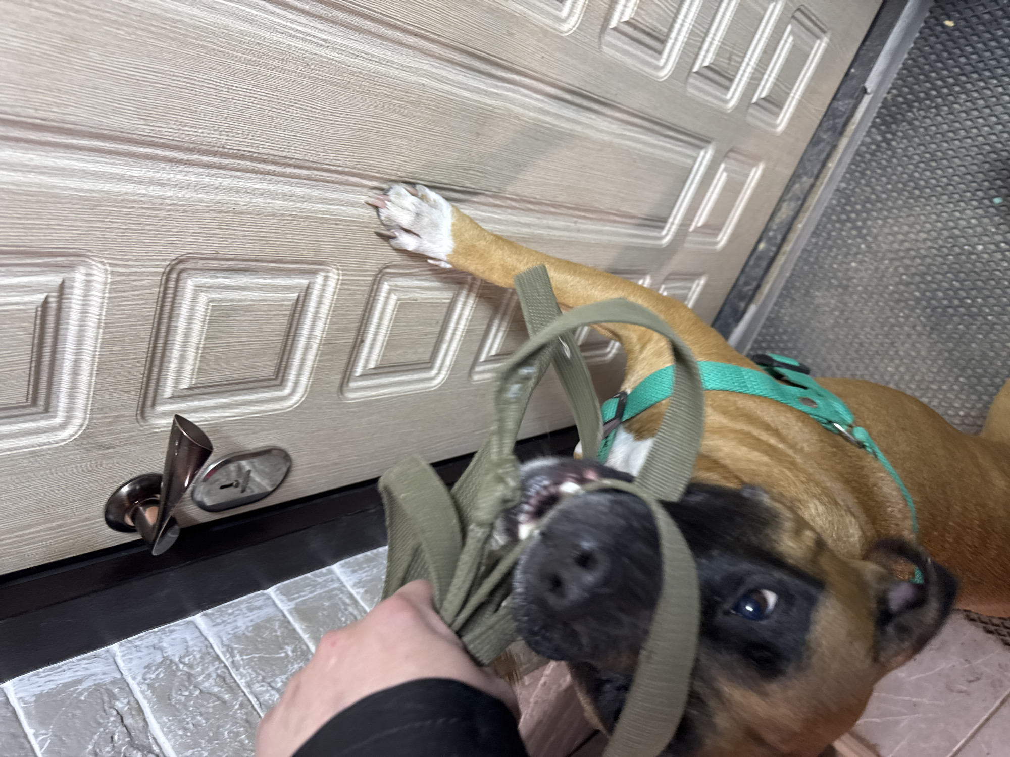 A close-up indoor shot shows a brown and black Boxer-type dog tugging on a tan leash held by a person. The dog is wearing a green harness. The person is holding the leash with their left hand, wearing a black sleeve. The dog’s right paw is on a light brown paneled door with a bronze handle and keyhole. The floor is covered in patterned gray tiles. A gray rubber mat is visible to the right of the door. The location is in the city of Chaikovsky, Russia.