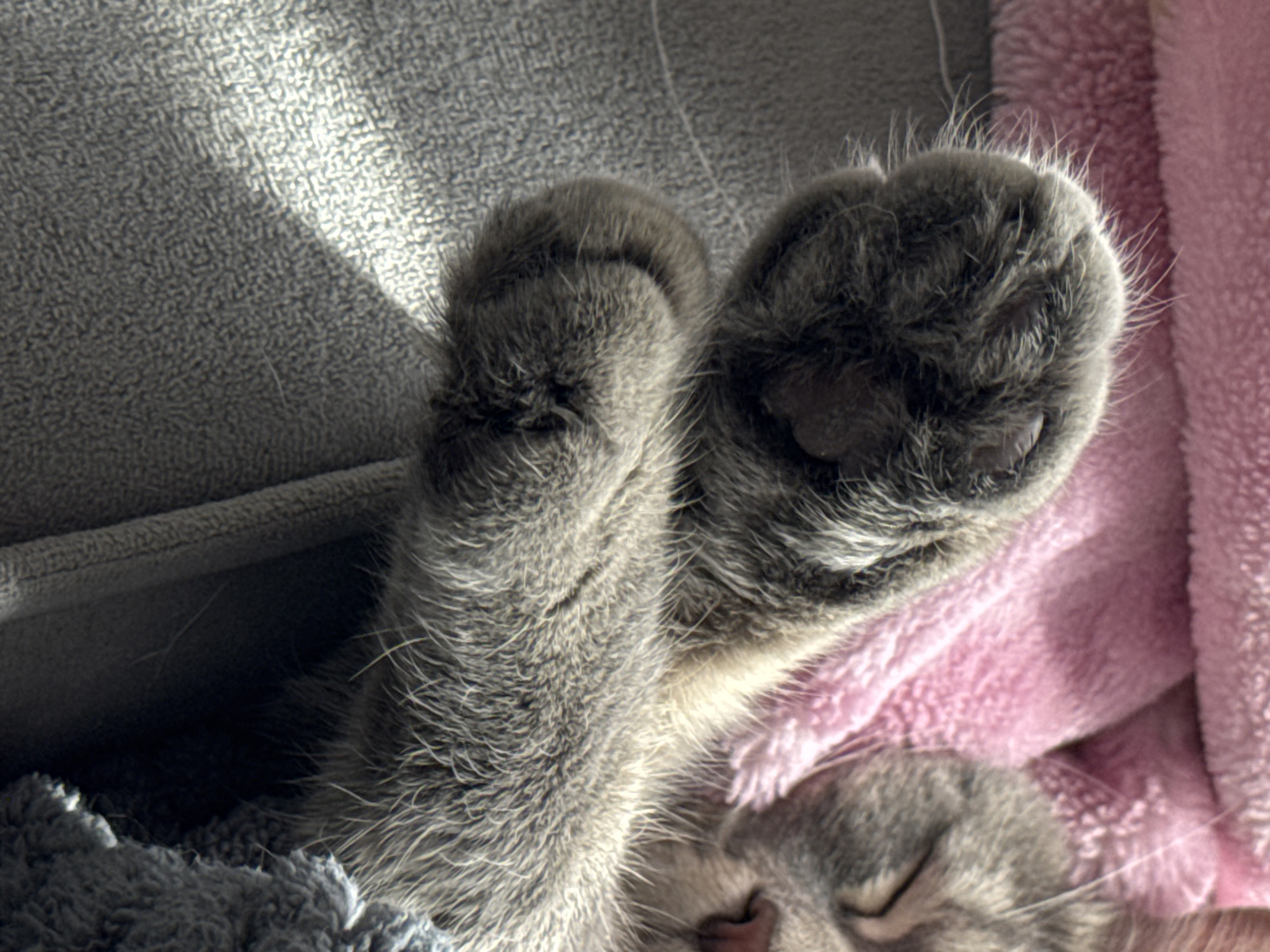The image shows a close-up of a gray cat sleeping on soft blankets of various colors. The cat's paws are prominently displayed with visible toe beans, and its face is partially visible, suggesting a peaceful slumber. The environment includes a gray textured surface, possibly a couch, and soft, textured blankets in pink and gray-blue. The location is unknown.