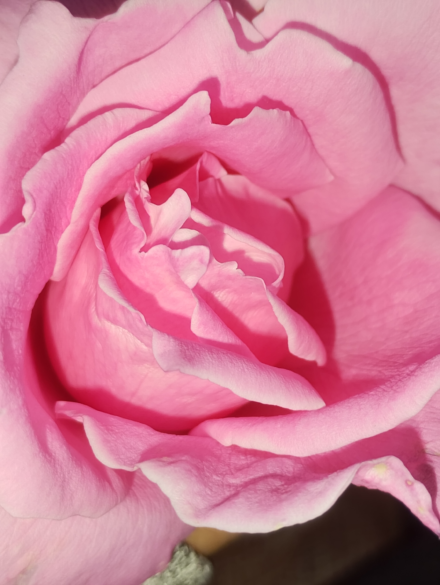 The image is a close-up, macro shot of the petals of a pink rose. The petals are layered and softly curved, with a delicate texture that catches the light. The lighting creates areas of bright illumination and soft shadows, emphasizing the contours of the petals. The color palette is dominated by various shades of pink, from pale to a deeper, richer hue. The background is blurred and dark, further isolating the rose as the central subject. There are no people, objects, or environmental features visible that would indicate a specific location in a city.