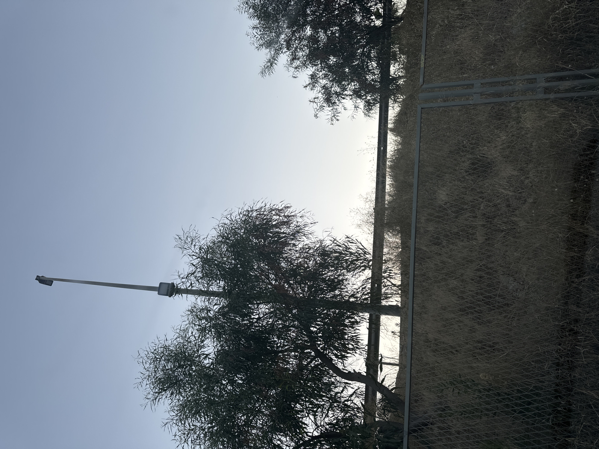 A tall, slender lamppost stands against a pale blue sky, its top adorned with a light fixture. Below, the dense foliage of a tree partially obscures the lamppost, with its thin, wispy leaves silhouetted against the sky. In the background, another tree with similar foliage is visible to the right. A chain-link fence runs across the lower portion of the image, with dry, tall grass growing behind it and on the other side of a horizontal metal bar. The overall scene suggests an outdoor environment, possibly a park or undeveloped area, with a muted color palette dominated by blues, grays, and earthy browns.