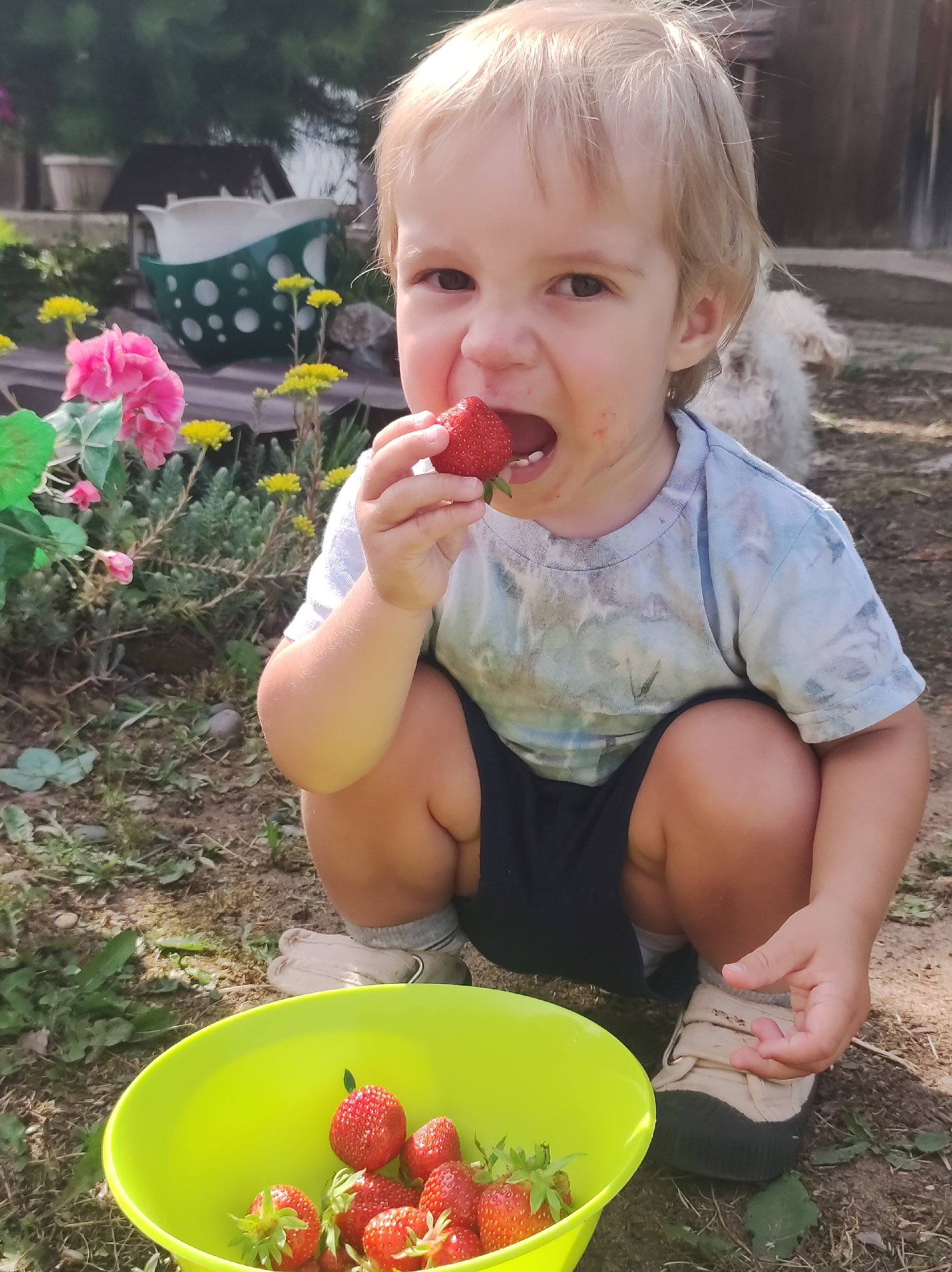 A young child with blonde hair is crouched down in an outdoor setting, eating a strawberry. The child is wearing a tie-dye t-shirt and dark shorts, with light-colored shoes and socks. In front of the child is a bright green bowl filled with strawberries. The background shows a garden area with pink and yellow flowers, green plants, and a wooden fence. A light-colored fluffy dog is visible in the background to the right. The scene appears to be a domestic backyard, possibly in the city of Foky, Russia, given the provided context.