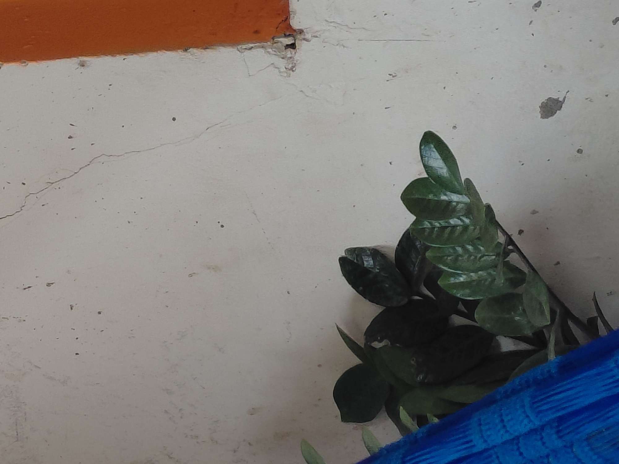 The image depicts a close-up view of a wall with some plants and a blue hammock. The wall appears to be made of concrete and is textured, with several cracks and some darker spots, possibly dirt or damage. To the right of the image, a portion of the wall is painted with a bright orange color. In the lower left portion of the image, a cluster of dark green leaves from a plant is visible. A section of a bright blue hammock, made of woven material, is also present in the lower left, partially obscuring the plant. The lighting suggests an outdoor environment, possibly during the day, with some shadows cast by the plants. The scene appears to be located in a residential or outdoor public area in Santa Ana, Venezuela.
