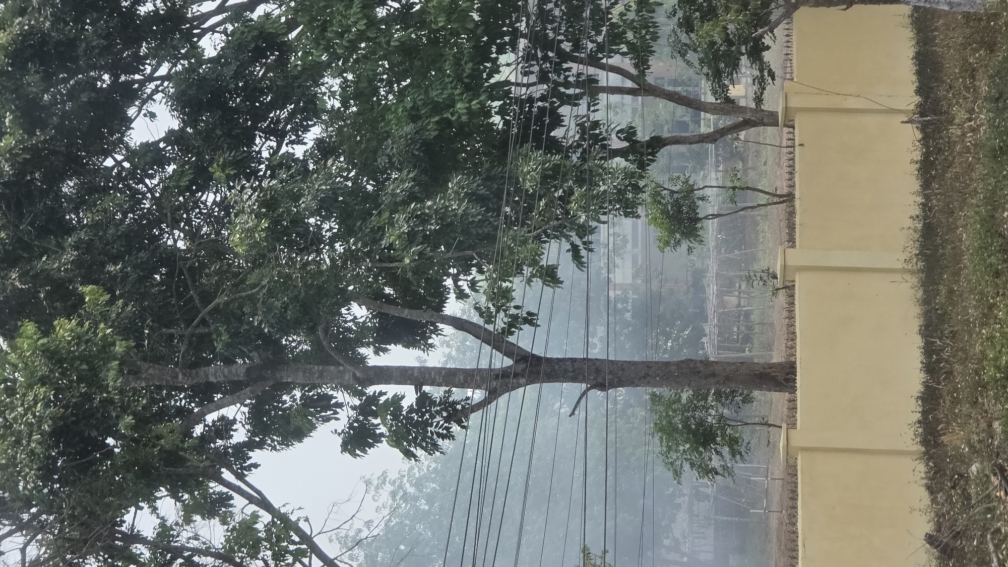 The image depicts a foggy outdoor scene in what appears to be Tân Cảnh, Vietnam. A large tree with green foliage dominates the left side of the frame, partially obscuring a building in the background. Power lines are visible running through the branches of the tree. To the right, a pale yellow wall stands adjacent to another tree. Vegetation is seen near the base of the wall. The scene has a slightly hazy, overcast quality.