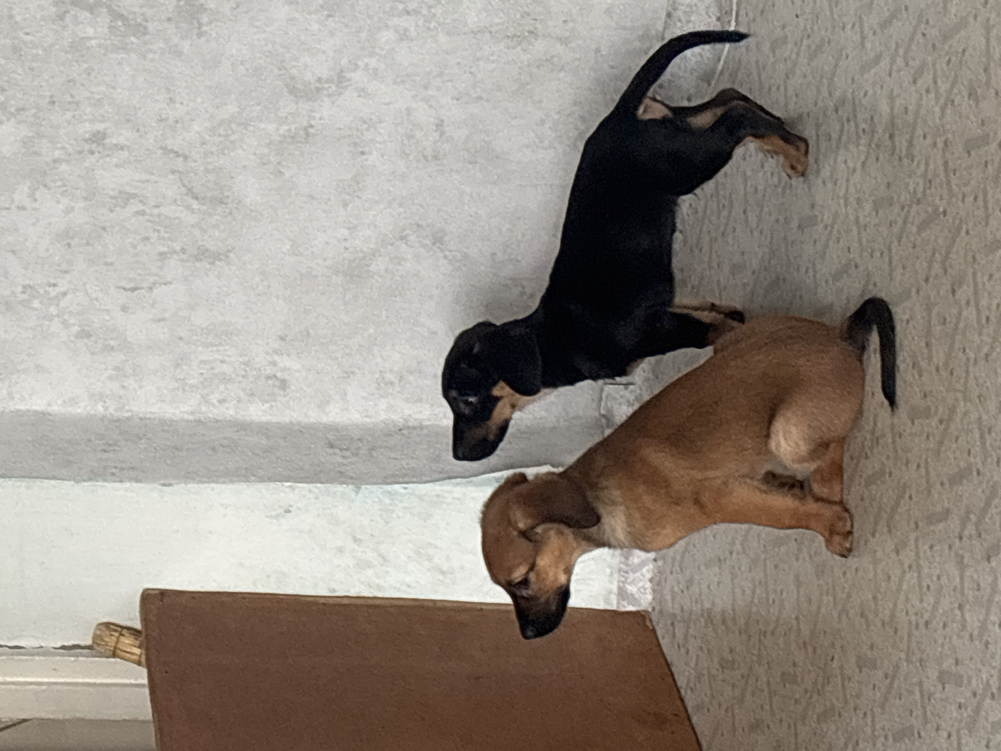 Two young dogs, one light brown and the other black, are positioned in an indoor setting against a textured, light-colored wall. The brown dog is seated, facing left with its head slightly turned. The black dog stands to the right of the brown dog, facing left and appearing to be in motion. To the left of the dogs, a large, brown, rectangular object, possibly a wooden panel or furniture, is visible. The floor is tiled with a patterned design. The lighting suggests an indoor environment, possibly during daytime due to the natural light illuminating the scene. The overall atmosphere is calm and domestic. The location is identified as Birobidzhan, Russia, though no specific landmarks or contextual clues within the image definitively confirm this geographical placement.