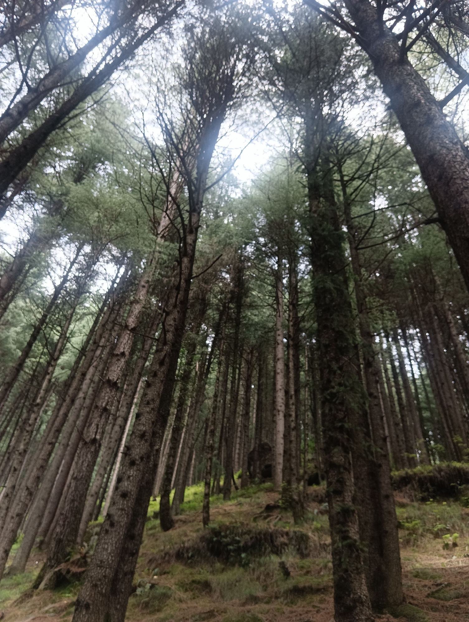 The image depicts a dense forest with tall trees. The perspective is looking upwards, suggesting the camera is positioned at the base of the trees. The trees are slender and appear to be coniferous, with thick bark. The ground is covered with dry leaves and some patches of grass. The overall lighting suggests it might be overcast or dappled sunlight filtering through the canopy. The scene is characteristic of a natural forest environment, and while no specific landmarks of Bahang, India, are visible, such a forest could exist in a hilly or mountainous region like those found in the vicinity of Bahang. There are no people or animals visible in the image, nor any man-made objects or structures. The focus is solely on the natural landscape of the forest.