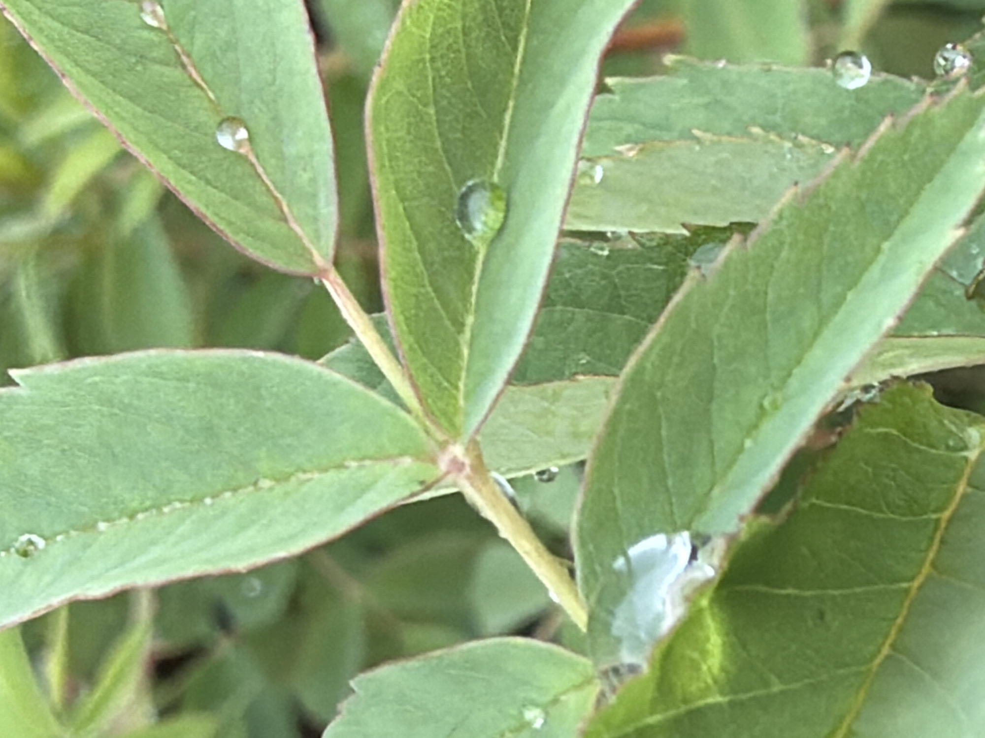 The image shows green leaves with water droplets on them. The leaves appear to be part of a bush or shrub. The location is not identifiable from the image. There are no people, subjects, objects, actions, or interactions visible in the image other than the leaves and water droplets. The environment is a close-up view of foliage.