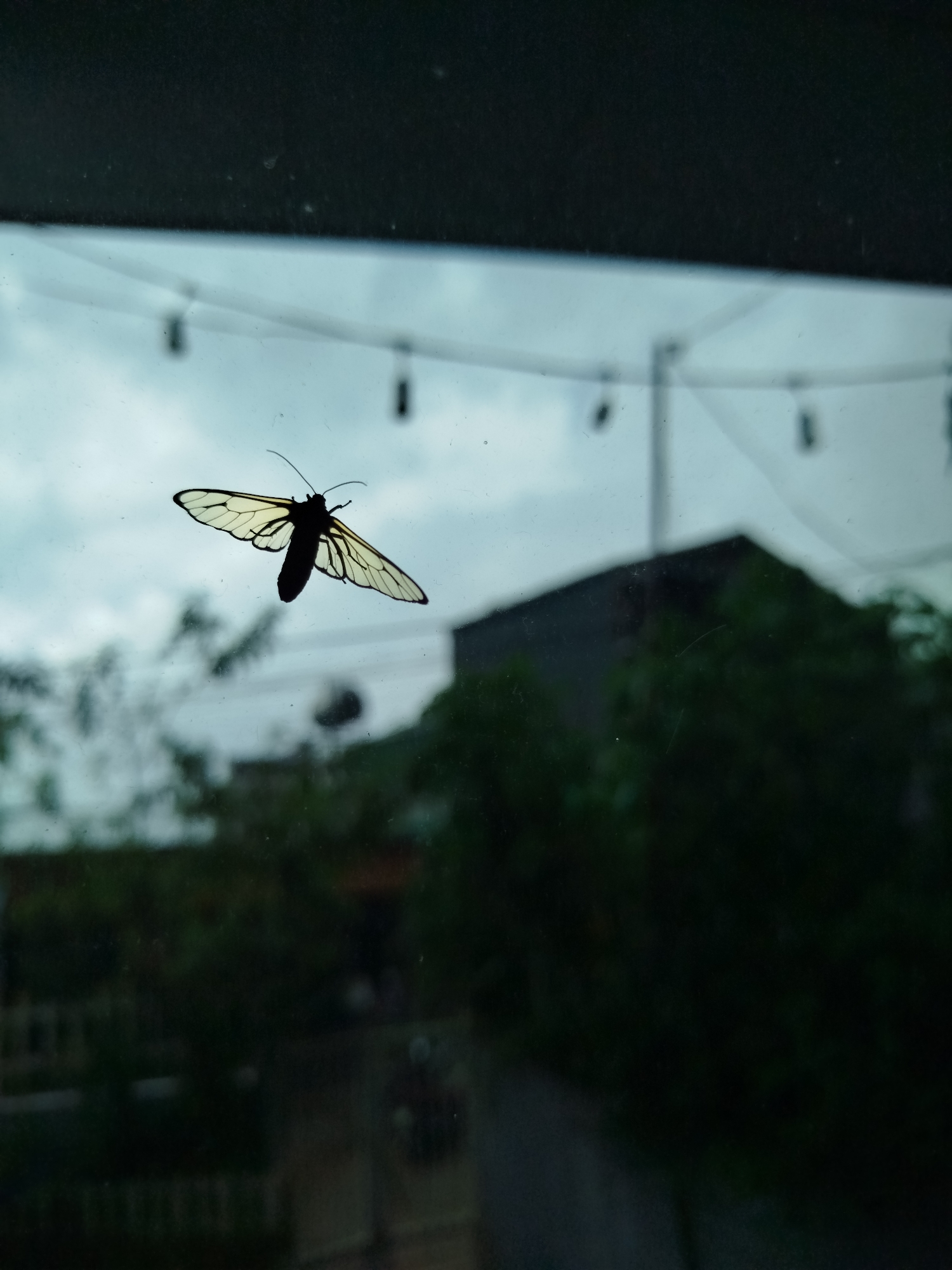 A moth clings to a windowpane. The wings of the moth are semi-transparent, revealing a network of veins. The body is dark and contrasts sharply with the translucent wings. Outside the window, a blurred cityscape unfolds, likely in Da Lat, Vietnam. The focus is soft, but a building and dense foliage are discernible. Strings of hanging lights are strung across the sky. The sky itself is overcast.