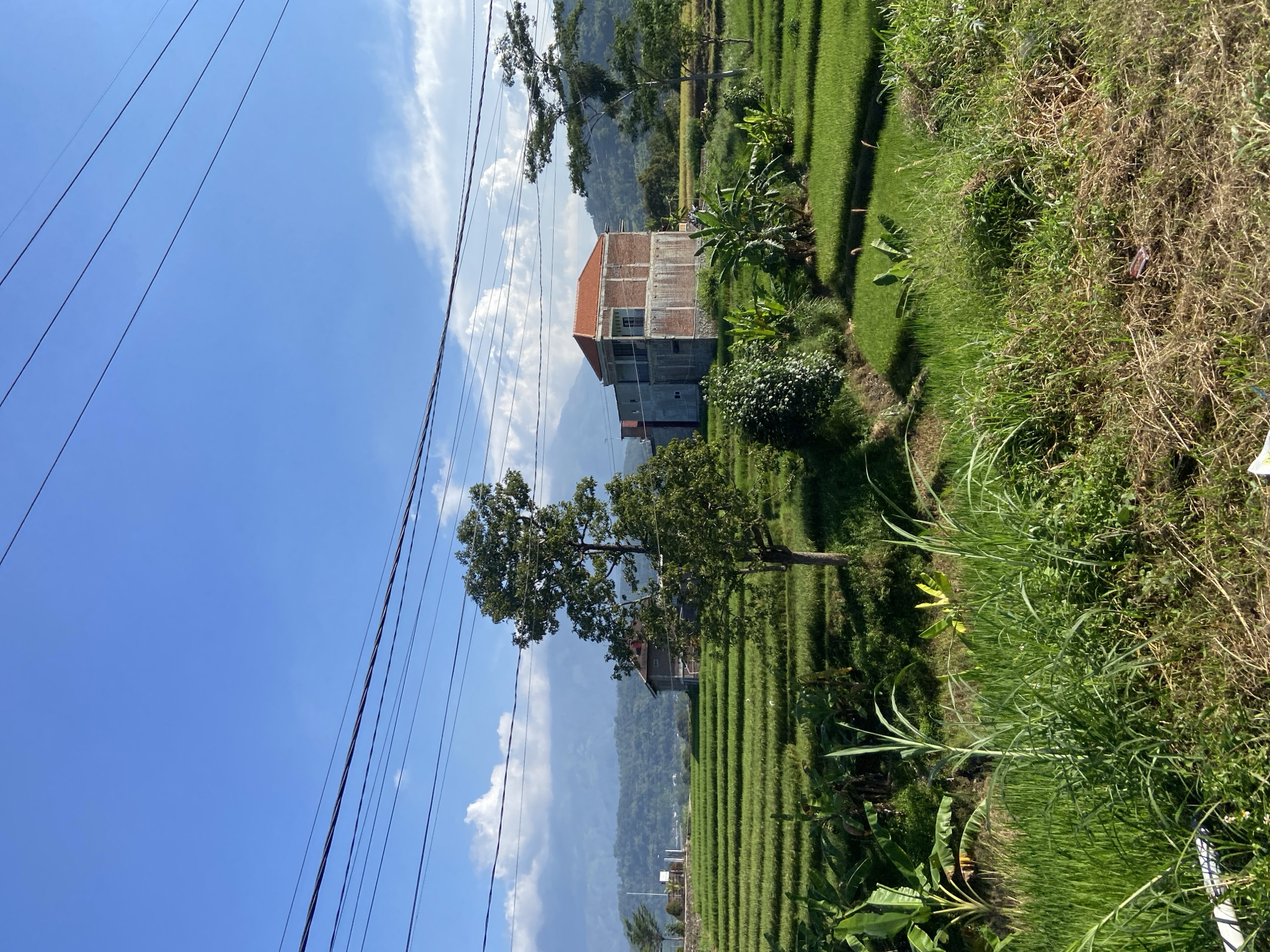 The image depicts a rural landscape in Sukoreno, Indonesia, characterized by lush green rice paddies. In the mid-ground, a multi-story building with a red-tiled roof is visible, constructed with exposed brickwork and concrete. Several trees of varying sizes are scattered throughout the scene, including a prominent tree in the center of the frame. The background features rolling hills covered in vegetation, with a clear blue sky overhead punctuated by scattered white clouds. Several power lines are strung across the top of the image, indicating the presence of infrastructure in the area. The foreground is dominated by tall grasses and foliage, suggesting a natural, undeveloped setting. The overall impression is one of a serene, agricultural environment.