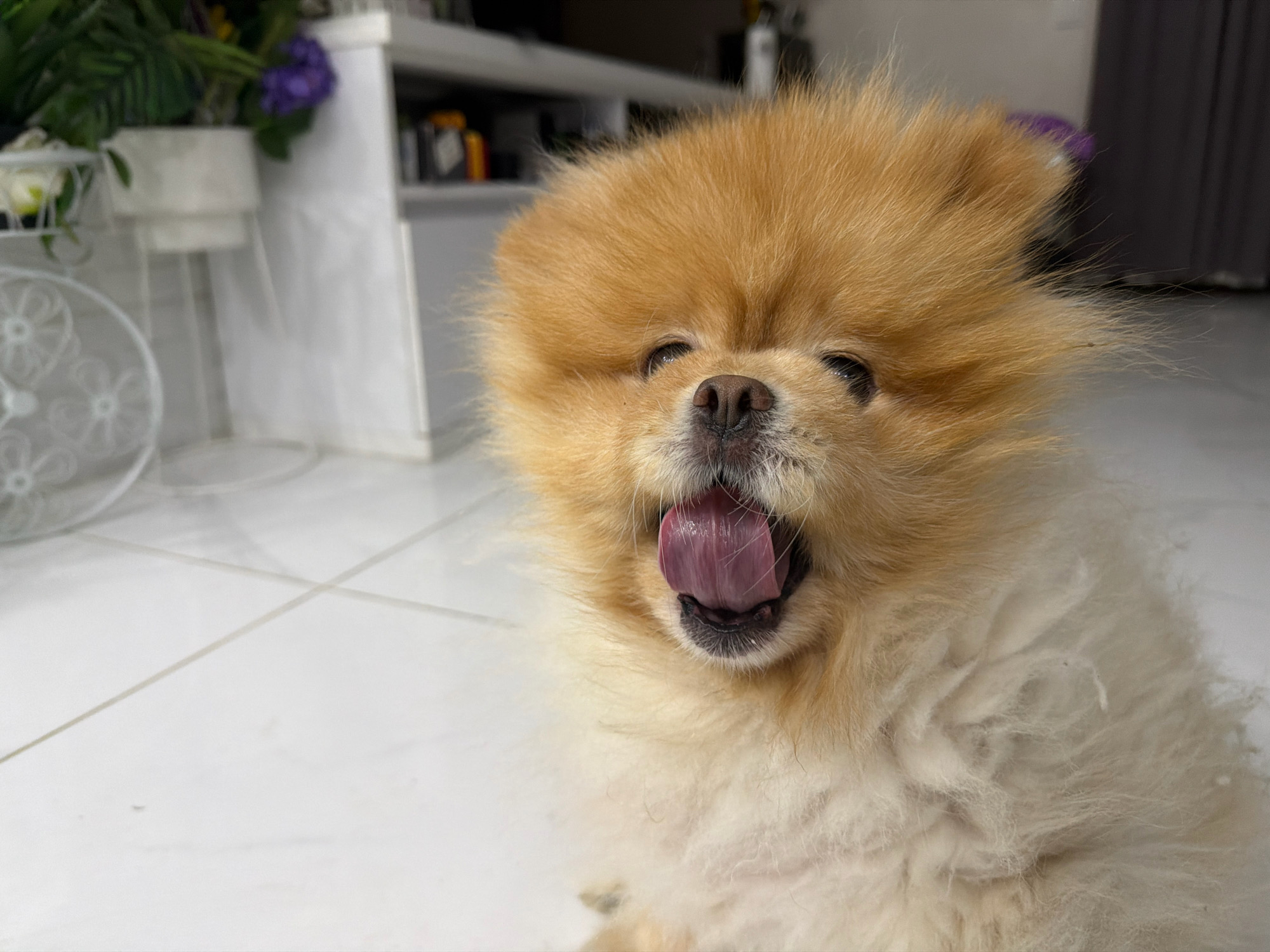 A pomeranian dog is captured mid-yawn, with its mouth wide open and tongue extended. The dog has light brown fur, with lighter fur around its chest and paws. The background is blurred but suggests an indoor setting with white tiled flooring and hints of shelves with items on them. There are also some plants and decorative items visible, including a white wire stand with a pot. The image is taken from a low angle, focusing on the dog's face. The scene is likely within a residential property in Tbilisi, Georgia.