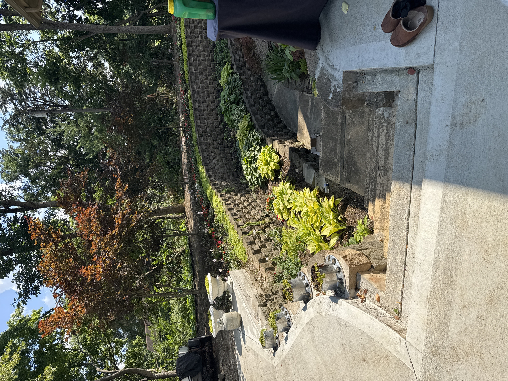 This is a medium-shot, eye-level, outdoor photograph of a tiered garden with a concrete pathway leading down it. The garden features a retaining wall constructed from interlocking grey stones. In the garden beds, there are various plants, including hostas with bright yellow-green foliage. On the pathway, several metal planters with greenery are placed at intervals. Further up the pathway, two decorative urns sit on a concrete ledge. A red-leafed tree with a full canopy is visible in the background, surrounded by lush green trees and foliage. The scene appears to be a residential backyard in Springboro, Ohio, United States of America. The overall atmosphere is one of a well-maintained outdoor living space, possibly during a sunny day.