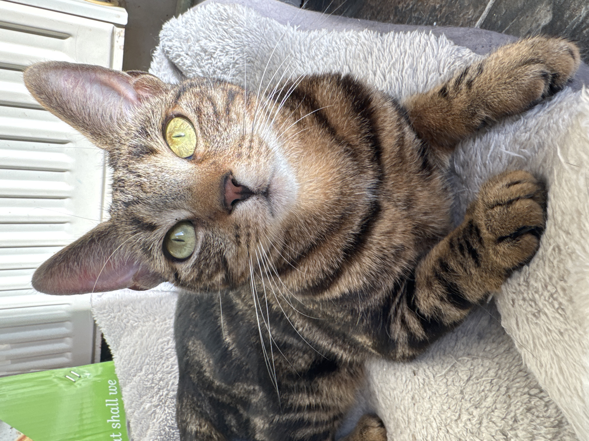 A brown tabby cat with green eyes is lying on a gray and white soft bed. The cat is in a domestic indoor setting, likely a home. The location is Desborough, United Kingdom. The cat's head is tilted, and it is looking directly at the camera. The cat has black stripes on its fur and white whiskers. A green item with text "at shall we" is partially visible in the lower left corner. The background is slightly out of focus, but appears to be part of the room.