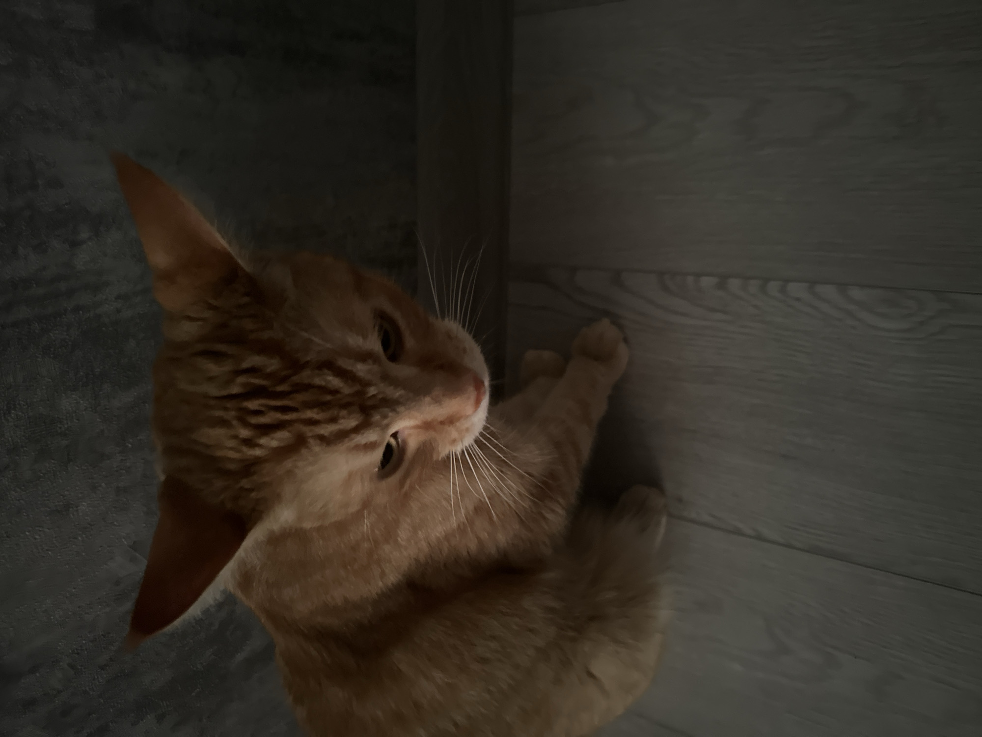An orange tabby cat is sitting on a light wood floor, looking down and to the right. The cat's head is tilted, and its ears are pointed upwards. Its fur is a warm orange color with darker tabby markings on its forehead and back. The background is a dark, textured wall, possibly concrete or a similar material. The lighting is dim, casting shadows and highlighting the cat's features. The scene appears to be indoors, in a domestic setting.