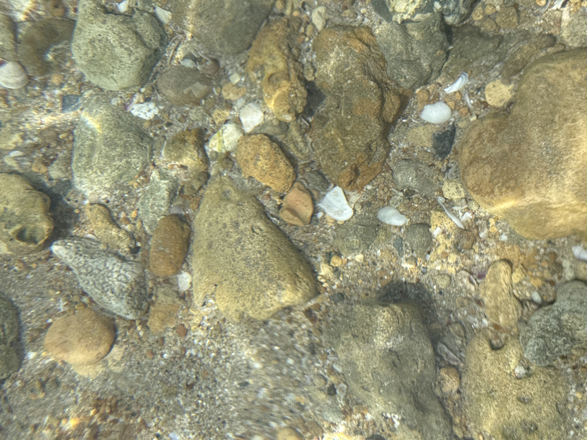 The image shows the bottom of a shallow body of water, likely a beach near Yevpatoriya, Ukraine. The scene consists primarily of rocks and small pieces of shell, arranged randomly across the sandy substrate. The water is clear enough to reveal the details of the sea floor, including the texture of the rocks and sand, and the scattering of small shell fragments. No people or animals are visible in the image. The scene is lit naturally, suggesting daylight conditions.