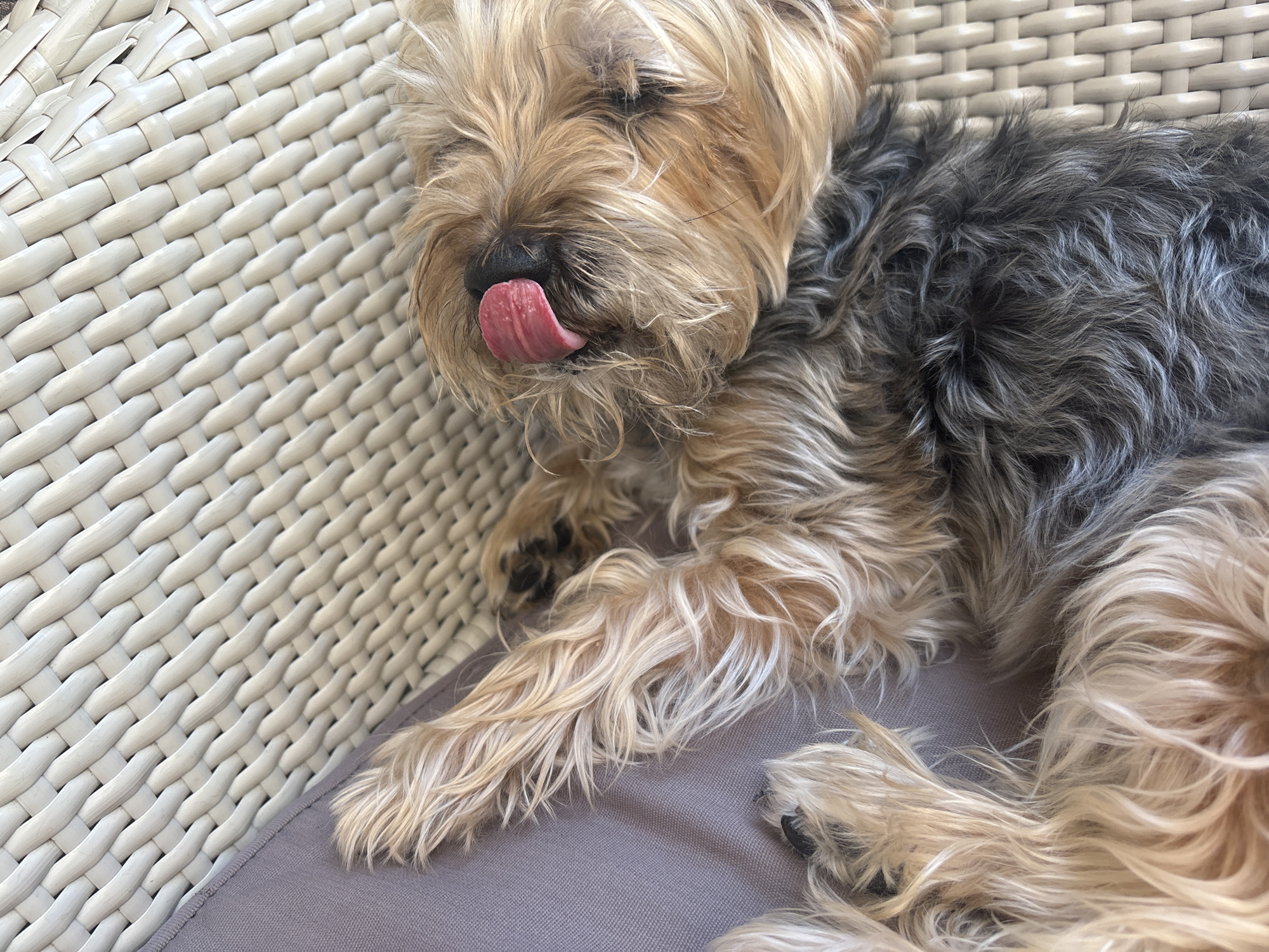 This close-up, high-angle shot features a small dog, possibly a Yorkshire Terrier or a similar breed, deeply relaxed or sleeping on an outdoor chair. The dog's fur is a mixture of sandy blonde and light brown on its head and limbs, transitioning to a darker grey and black on its back. Its eyes appear closed, and its pink, textured tongue is slightly extended and visible near its black nose, adding to the impression of complete repose.
The dog is lying on a grey fabric cushion. This cushion is placed on a light-colored, possibly white or off-white, intricately woven wicker chair or piece of furniture, whose textured pattern fills a significant portion of the background. The lighting is bright and natural, suggesting it is daytime. There are no people or visible text in the image. The scene conveys a sense of peace and comfort, set outdoors, possibly on a patio or balcony in Budva, Montenegro.