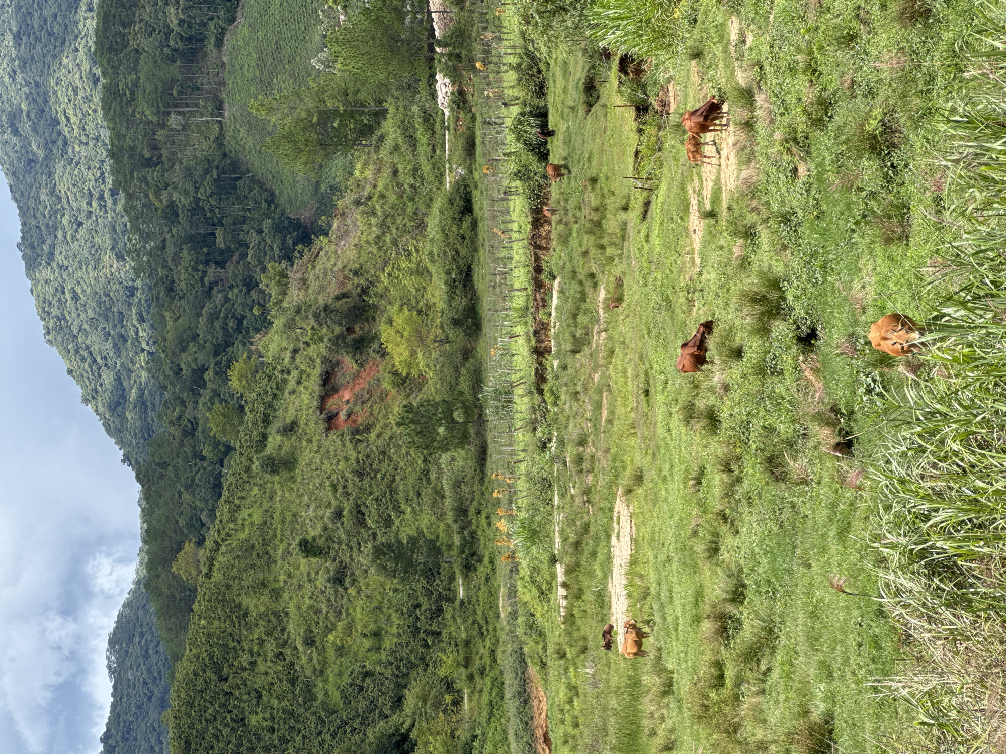 A herd of cattle grazes in a lush, green pasture at the base of rolling, forested hills. The terrain is uneven, with a terraced hillside visible in the background, possibly indicating agricultural use. A dirt path can be seen winding through the middle ground. The sky is overcast with dramatic clouds. The scene appears to be in a rural area of Klong Klanh, Vietnam.