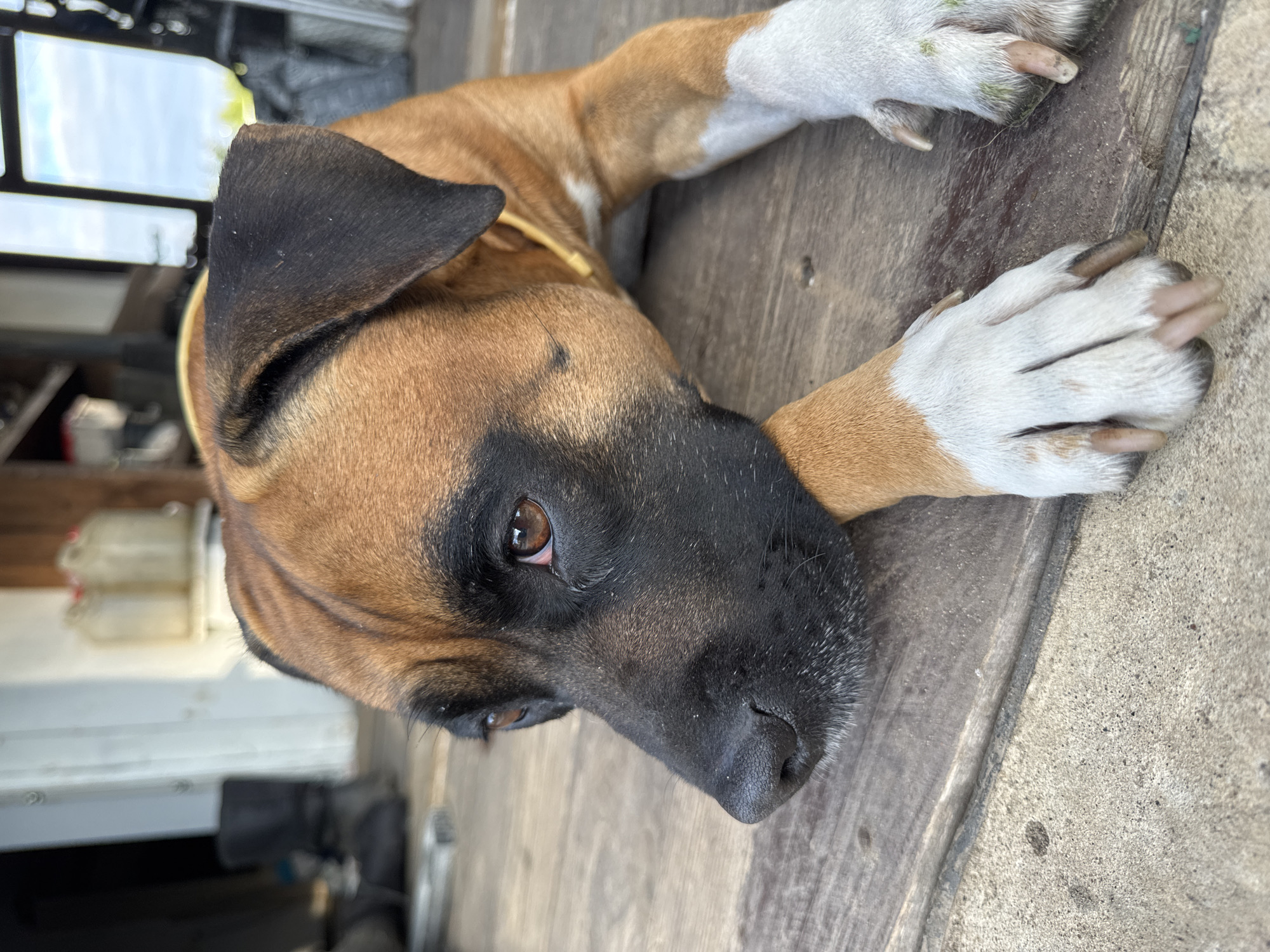 In the city of Chaikovsky, Russia, a medium-sized dog with a tan and dark brown coat is depicted lying on a weathered wooden surface. The dog possesses a distinctive black muzzle and black ears, with its primary fur color being tan. Its eyes are dark brown, and a thin yellow collar is visible around its neck. The dog's head rests on its extended front paws, with its gaze directed towards the lower left of the frame. Its paws are white from the wrist/ankle downwards, and the right front paw shows traces of green residue on its fur and between the paw pads.
The ground consists of wide, distressed wooden planks. In the lower-left corner, a section of lighter, granular flooring, possibly concrete, is visible. The background reveals an indoor or partially covered setting. To the far left, a blurred dark object resembling a boot or footwear is on the ground, adjacent to a light-colored vertical surface. The upper right background features a window with a dark frame, through which a bright, cloudy sky and hints of green foliage are visible. Below the window, on a shelf-like structure, two translucent plastic jugs with red caps are discernible. Further to the right, additional indistinct dark objects contribute to the blurred background. The scene is illuminated by natural light, indicating daytime conditions.
