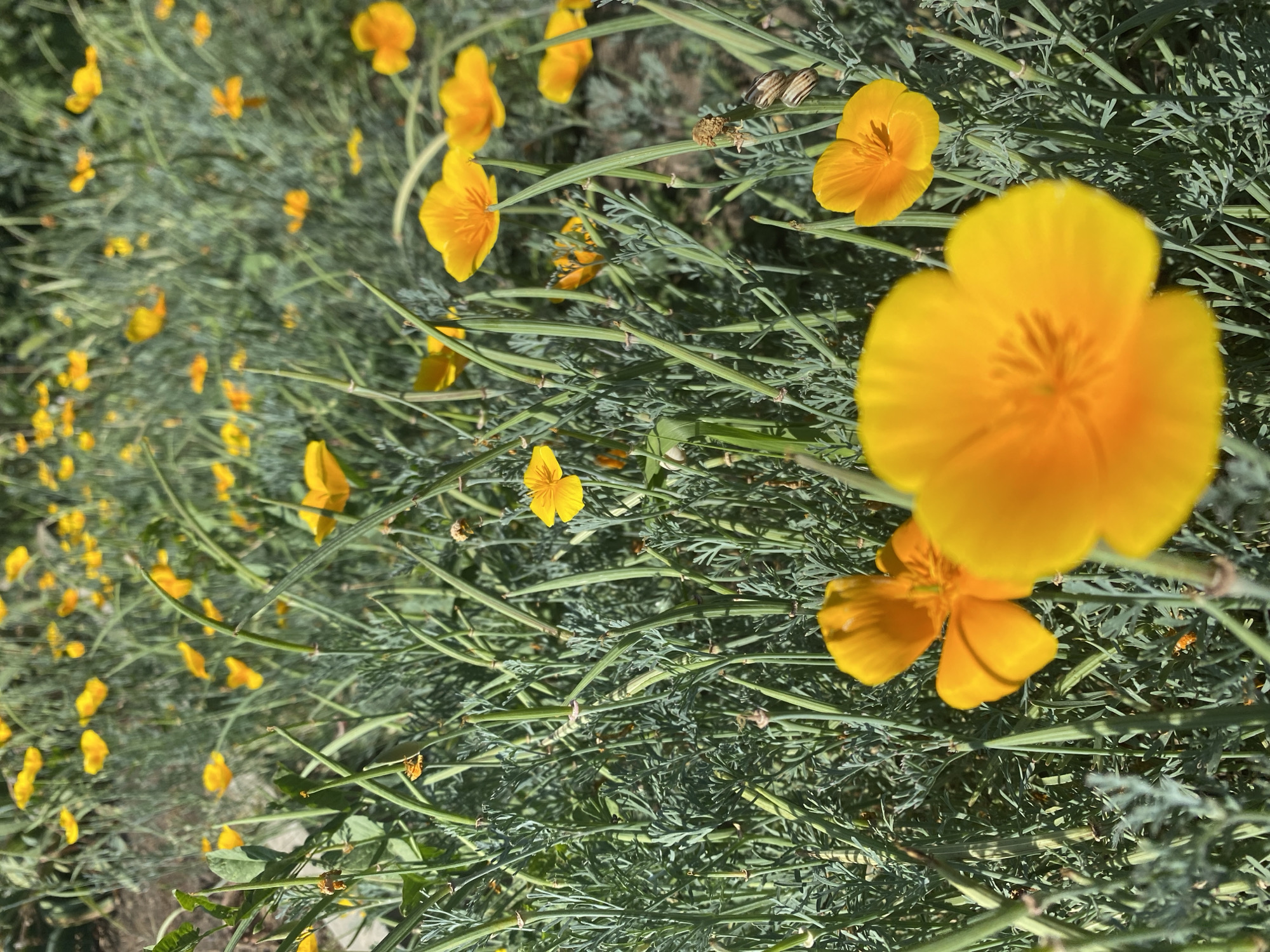 In Kushchovskaya, Russia, a dense field of California poppies, Eschscholzia californica, is captured in a close-up, low-angle shot. The poppies are a vibrant orange-yellow, with some in full bloom and others still partially closed, showcasing their delicate, papery petals. Their thin, green stems and feathery, blue-green foliage create a lush, textured backdrop. Several seed pods, long and green, are also visible among the flowers, indicating the life cycle of the plants. The overall impression is one of natural beauty and abundance in a semi-wild setting.
