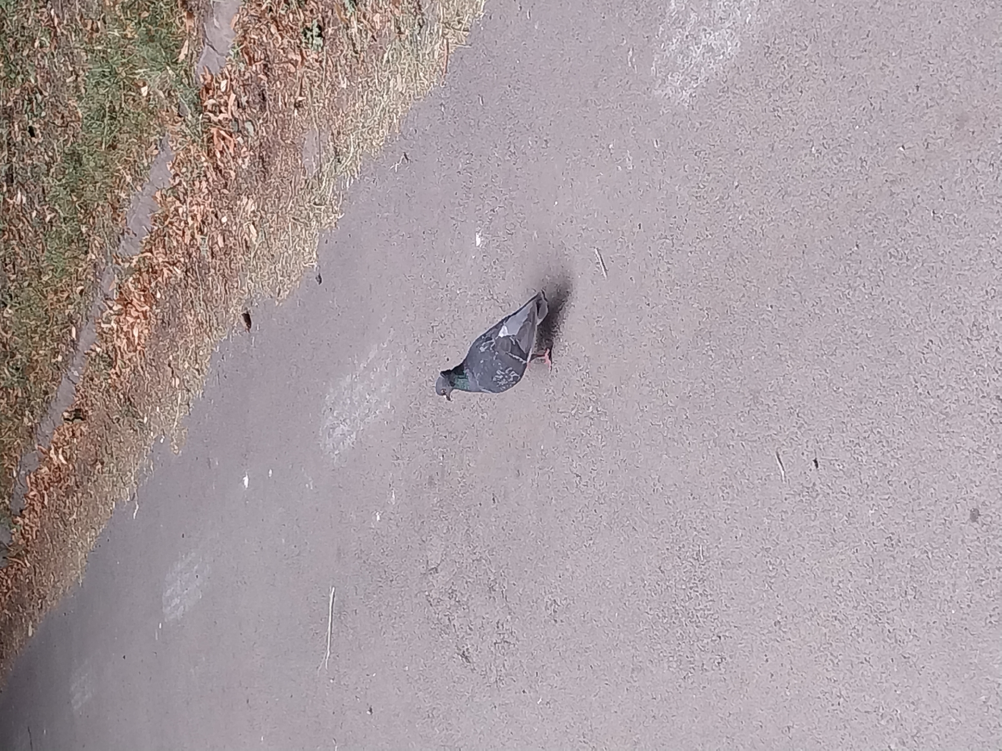 A single pigeon stands on a paved path in an outdoor setting. The path appears to be asphalt and has some scattered leaves and debris along its edge, indicating it is likely in a park or natural area. To the right of the path, there is a strip of dry grass and fallen leaves. The pigeon is facing to the right, with its head slightly turned towards the viewer. Its plumage is primarily gray with iridescent green and purple markings on its neck. The pigeon's feet are visible, with one leg appearing to be slightly forward. The overall lighting suggests it is daytime. The location is identified as Doslidne, Ukraine.