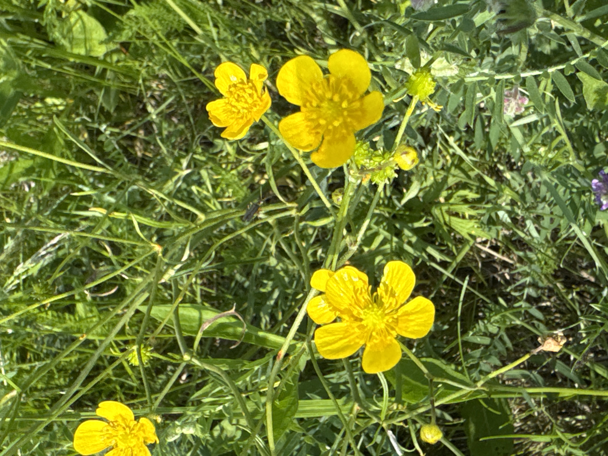 This is a close-up, eye-level shot of several yellow buttercup flowers blooming in a field of green grass and other vegetation. The flowers are the primary subjects, with one prominent flower in the lower center and another to its upper right. A third, smaller yellow flower is visible in the upper left quadrant. The buttercups have bright yellow petals and a textured center. The surrounding environment is lush and overgrown, with various green stalks, leaves, and thin blades of grass filling the frame. The lighting suggests it is daytime, with sunlight casting shadows and highlighting the textures of the plants. There are no people or buildings visible, and the scene appears to be a natural outdoor setting, possibly a meadow or a wild patch of land. The image is sharp and detailed, capturing the delicate structure of the flowers and the wildness of the flora.