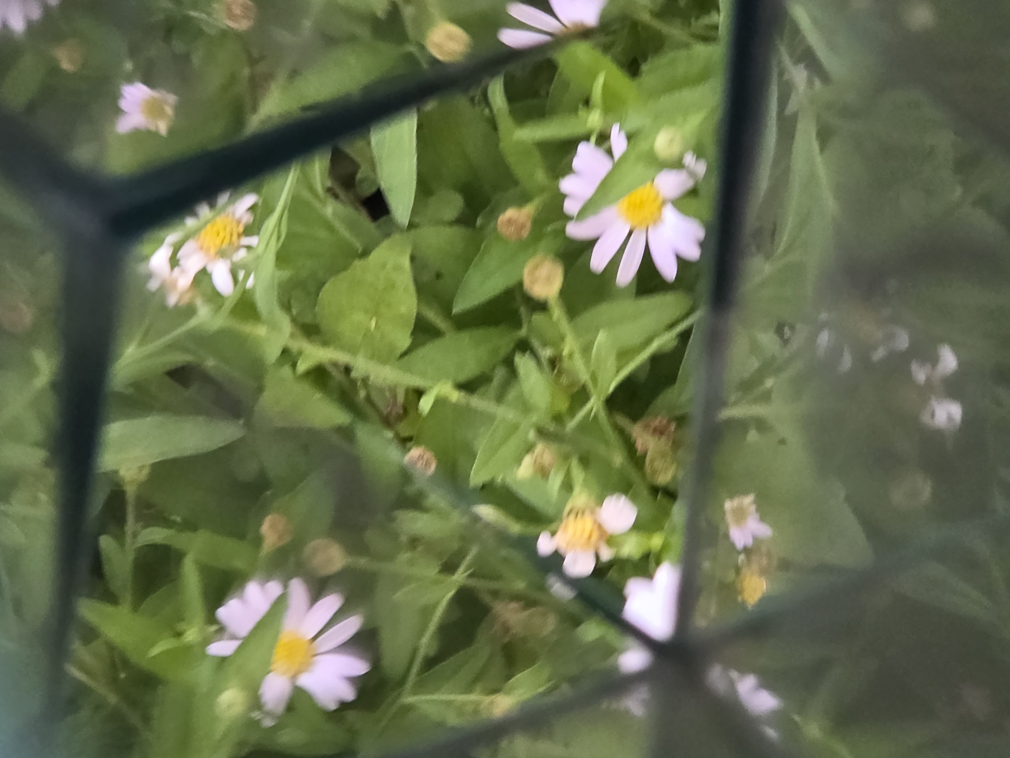 The media file presents a view of small, daisy-like flowers with light purple or white petals and vibrant yellow centers, nestled amidst lush green foliage. The scene appears to be observed through a dark, out-of-focus, angled structure, likely a fence, net, or frame, which partially obscures the view and creates a sense of depth.
Several flowers are visible, some in clear focus, showcasing their delicate petals and distinct yellow centers. Others are softer in focus, blending into the green background. Small, spherical buds are also scattered among the leaves, indicating ongoing growth. The vibrant green leaves and stems form a dense backdrop for the colorful blossoms.
There is no specific activity or event taking place, as the image captures a static natural scene. The lighting suggests it is daytime, under natural light conditions. Given the provided context of Bangkok, Thailand, this could be a common garden scene found within the city or its surrounding areas, perhaps in a public park, a botanical garden, or a private garden. There is no visible text in the image.