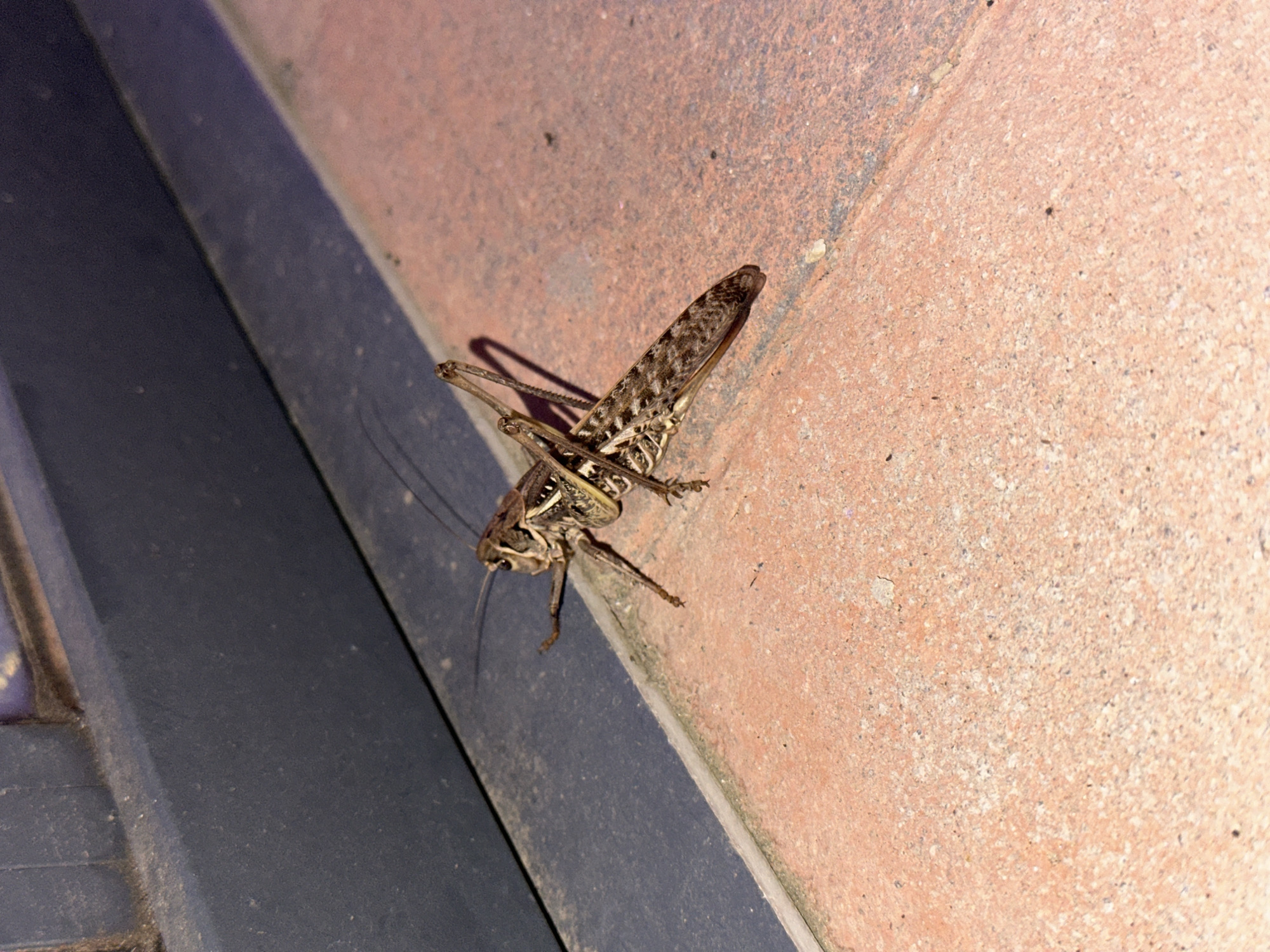 A brown and black grasshopper is visible on a terracotta-colored tiled surface next to a dark gray, textured vertical surface. The grasshopper is positioned diagonally on the tiles, with its head facing left and its body extending towards the right. Its legs are visible, with the hind legs appearing particularly large and adapted for jumping. The grasshopper's wings are folded along its back, displaying a patterned camouflage. The background consists of a textured gray surface, possibly a wall or a piece of furniture, with a slight sheen. The lighting suggests it is nighttime or a dimly lit area, casting shadows from the grasshopper onto the tiled surface. There are no people or other visible subjects in the image. The environment appears to be an outdoor or semi-outdoor setting, such as a patio or balcony, in Nevinnomyssk, Russia.