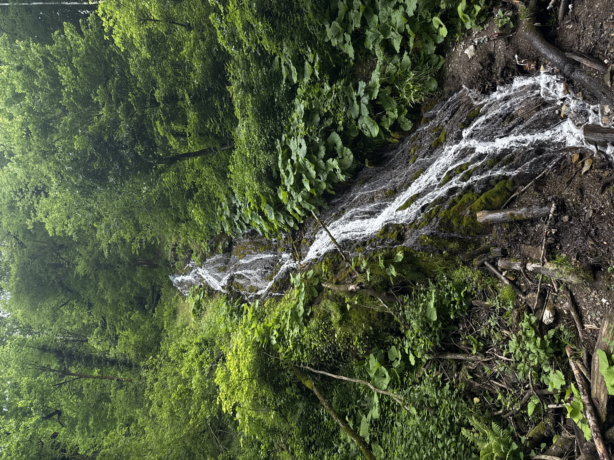 The image depicts a small waterfall cascading down a rocky slope in a lush, green environment. The location is Chvizhepse, Russia. The waterfall is flanked by dense vegetation, including trees, shrubs, and various leafy plants. The water appears white and foamy as it flows over the rocks, contrasting with the dark, damp ground and the green foliage. There are logs and fallen branches scattered along the edge of the stream, suggesting a natural and undisturbed setting. The lighting is soft, indicating an overcast day or a shaded area within the forest.