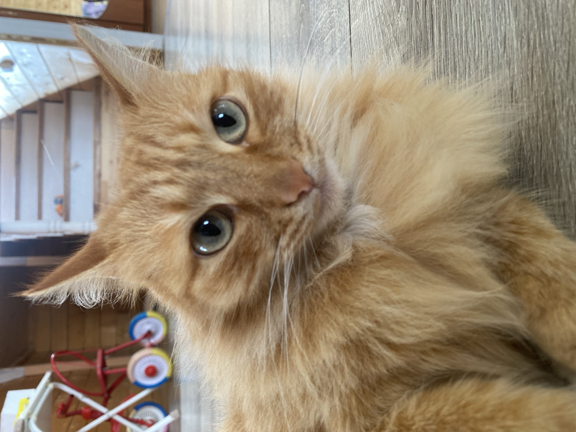 A ginger cat with light green eyes is lying on a wooden floor. The cat is looking directly at the camera. In the background, a wooden staircase is visible, and to the left, a toy bicycle with red, blue, and yellow wheels is placed on a white stand. The image appears to have been taken indoors, possibly in a residential setting. There is no indication of the specific location within Ufa, Russia.