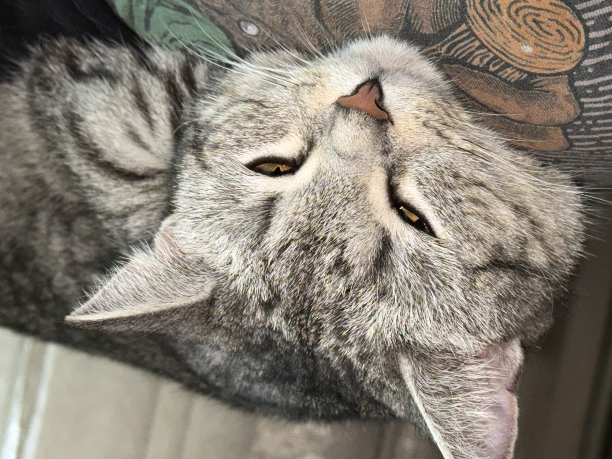 This is a close-up, horizontal, eye-level shot of a tabby cat. The cat is resting its head on a patterned surface, with its eyes partially closed. The fur is a mix of gray and black stripes. The cat's nose is a pinkish-brown color, and its whiskers are white. The background is blurred, but appears to be a neutral color, possibly a wall or fabric. The image does not contain any information that would indicate its location in Ulyanovsk, Russia.